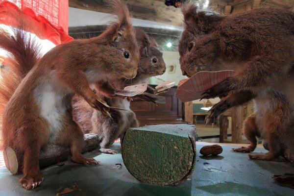 Squirrels play cards on a log