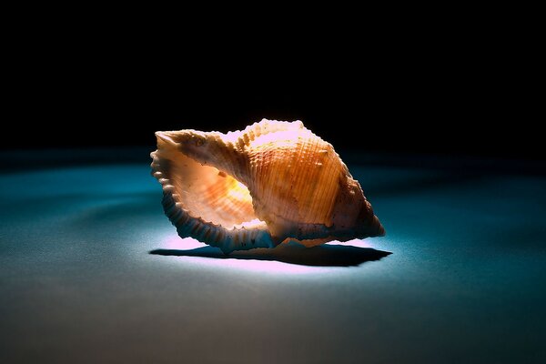 Beautiful shell with backlight on a dark background