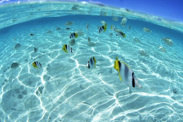 A flock of yellow-gray-black fish swims underwater