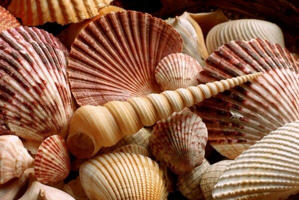 Amazing shells in the form of a spiral and as a plate