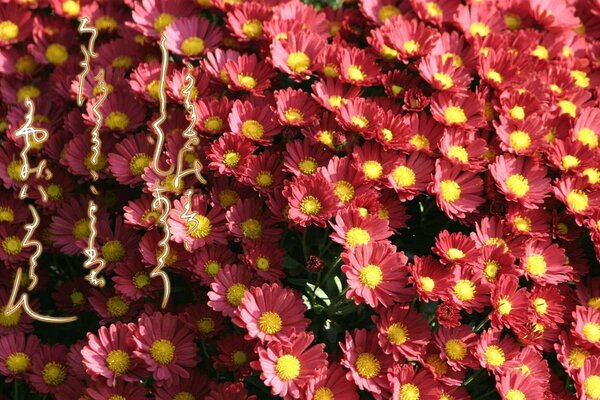 Beautiful flowers flower field paradise of flowers stinks there