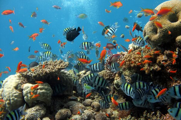 Acquario con bellissimi pesci a strisce e rossi