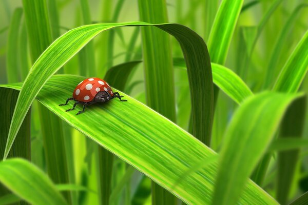 Coccinella su verdure succose