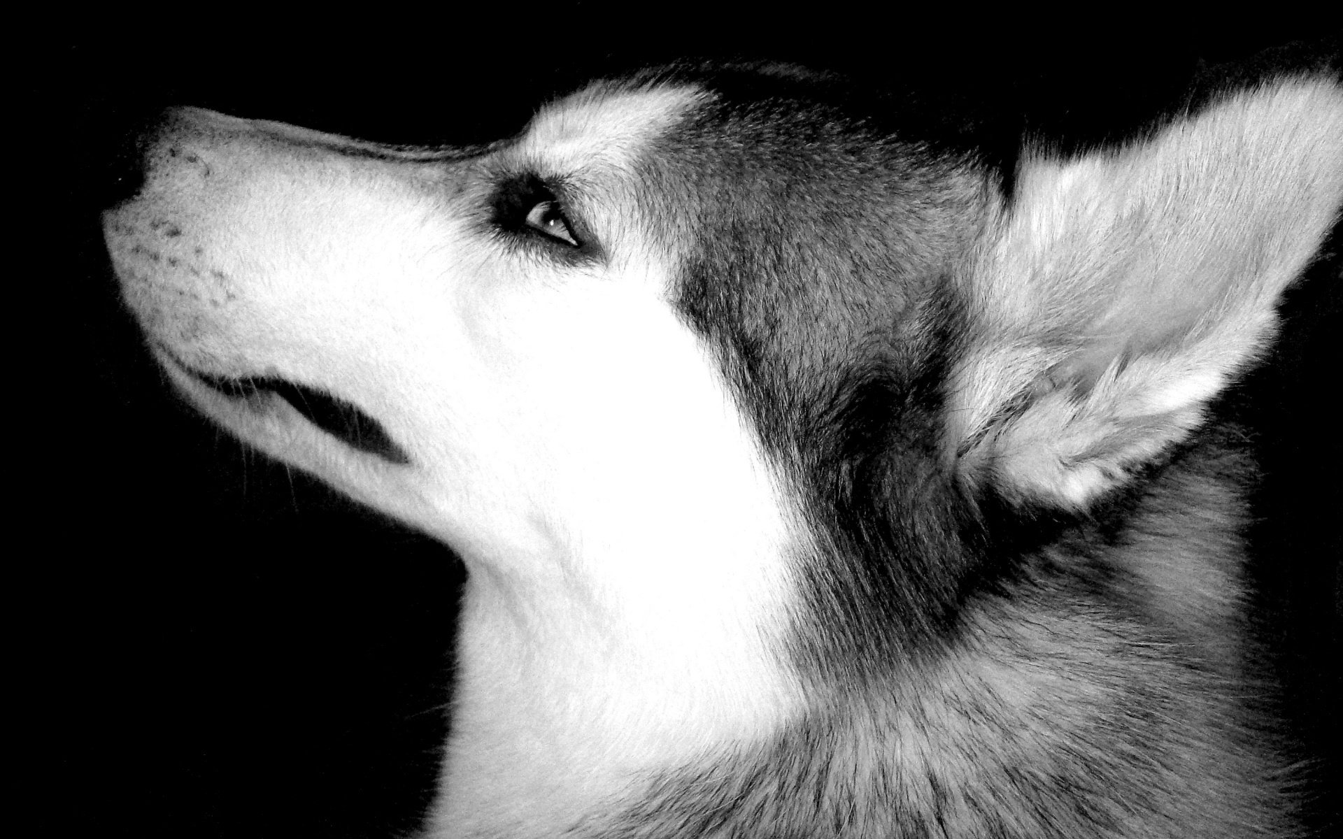 wallpaper eyes bw face dogs husky animal