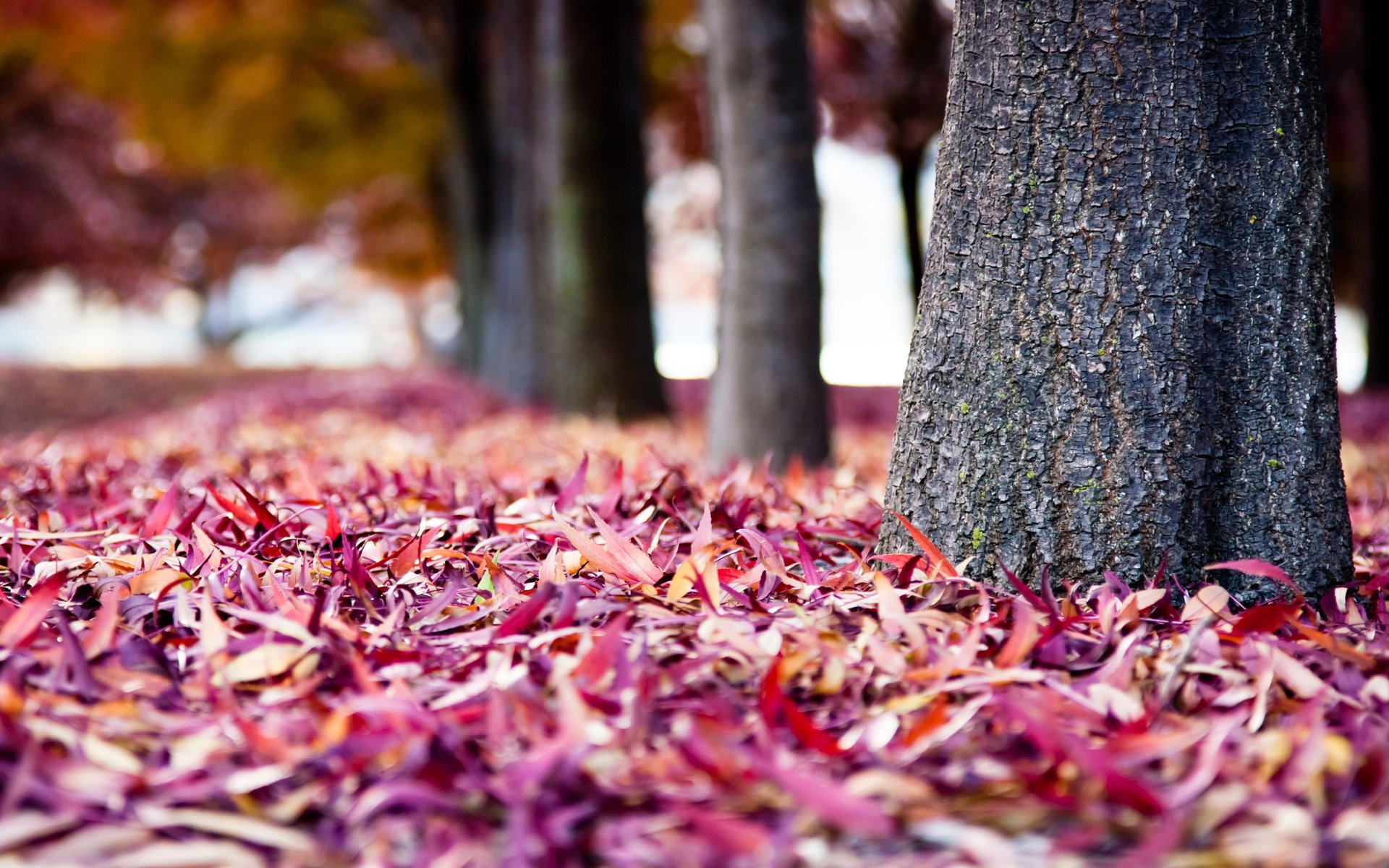 plantation arbres dans le parc automne écorce troncs