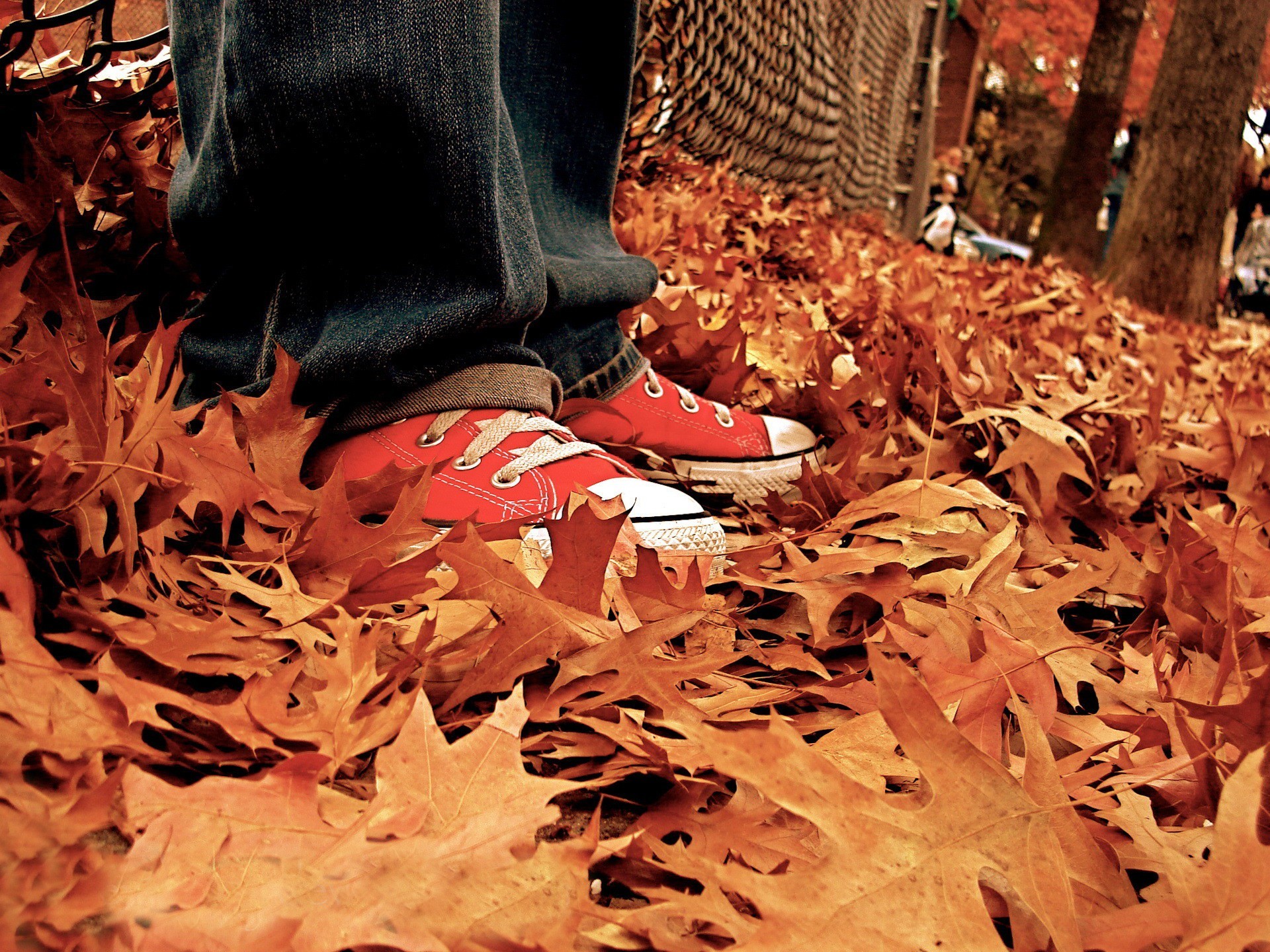 leaves autumn shoe