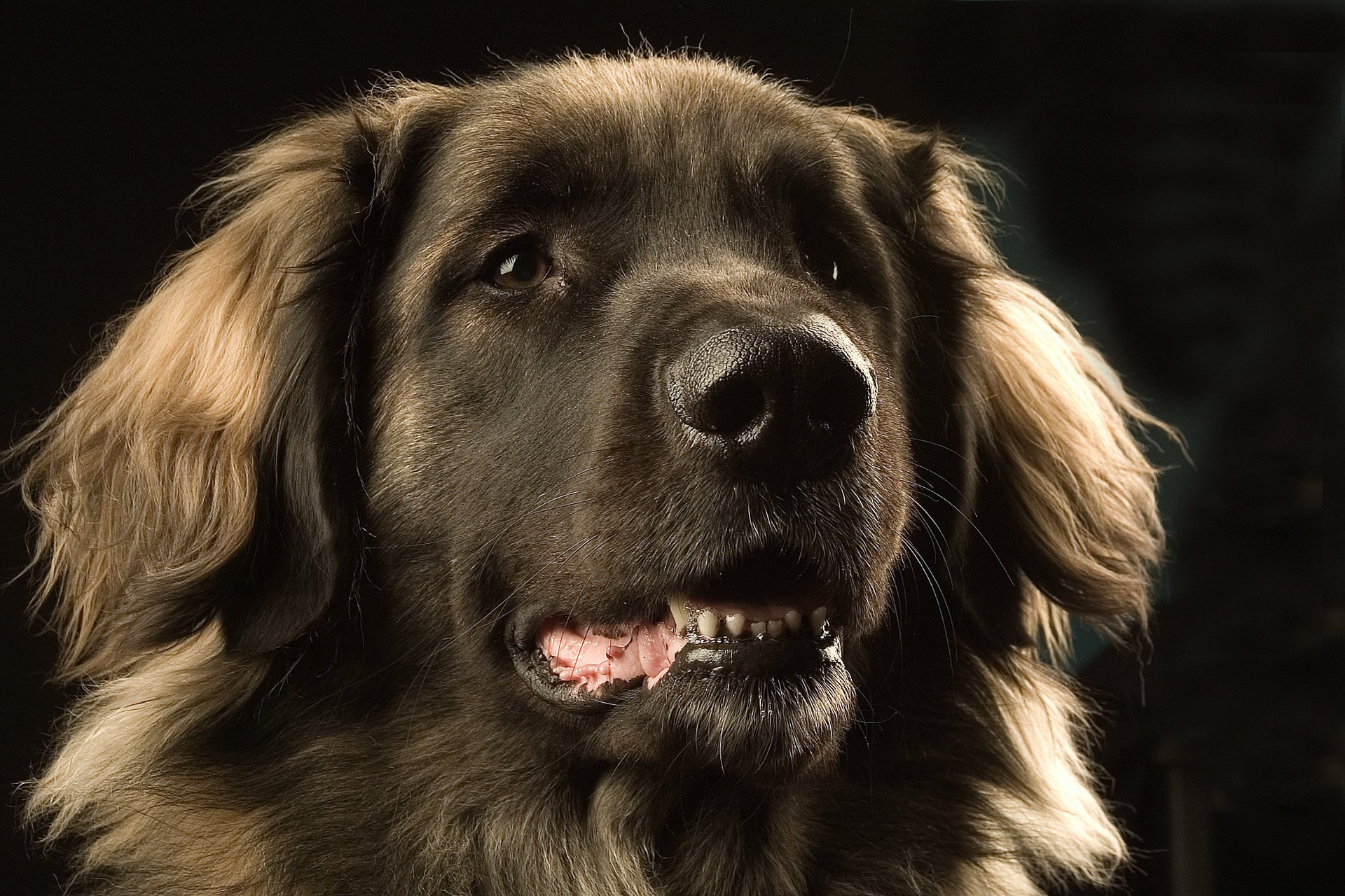 leonberger hund augen schnauze