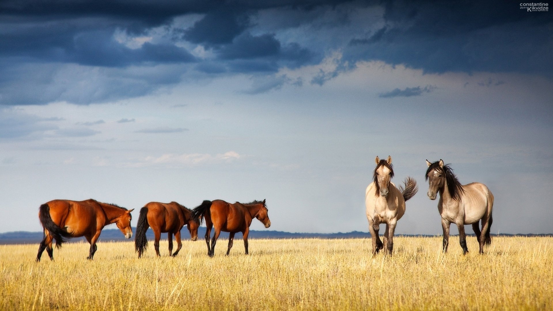 obchak graceful xenia horse kazakhstan chestnut