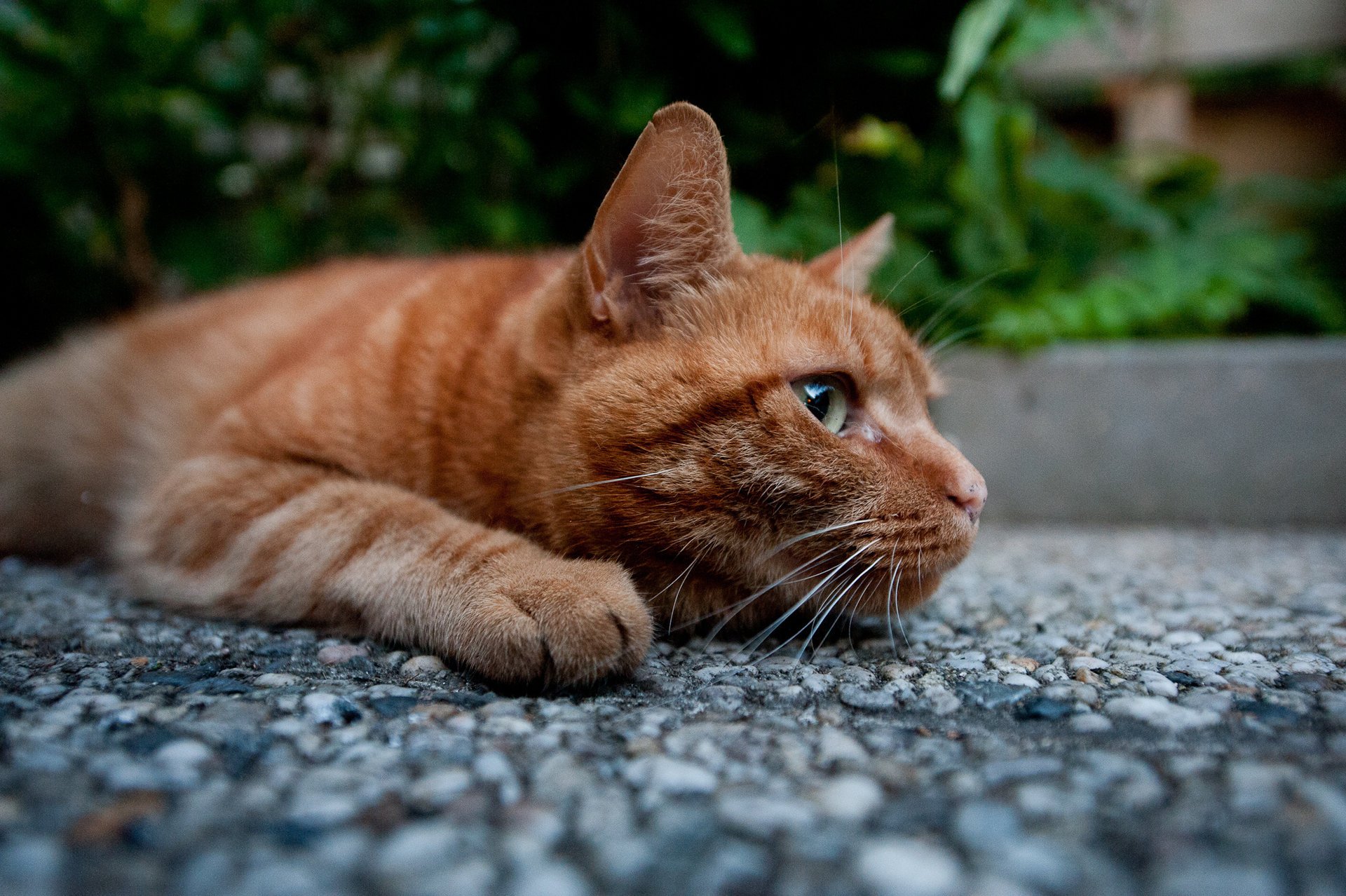 chat rousse pattes kote