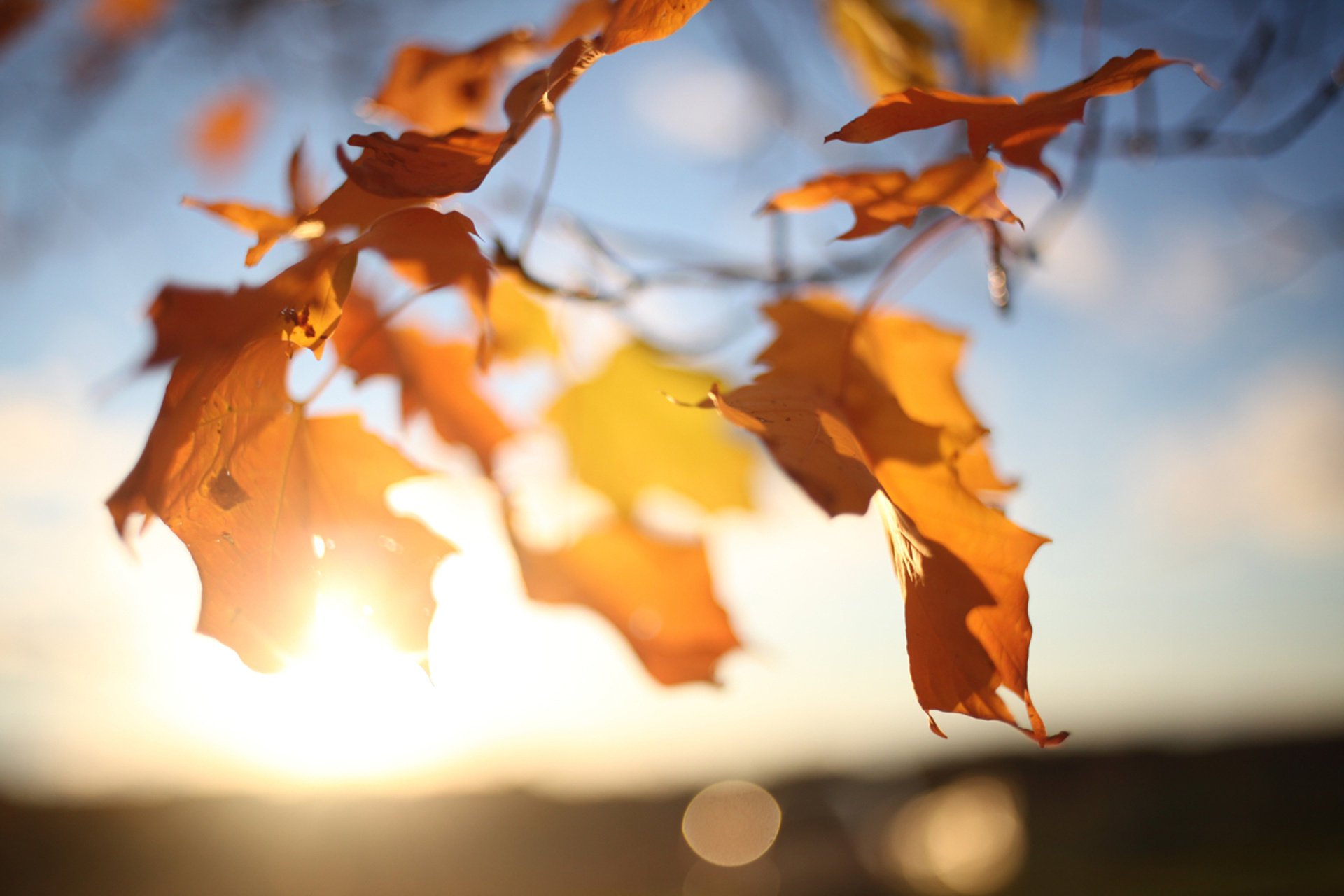 blätter himmel sonne baum herbst zweige ahorn licht