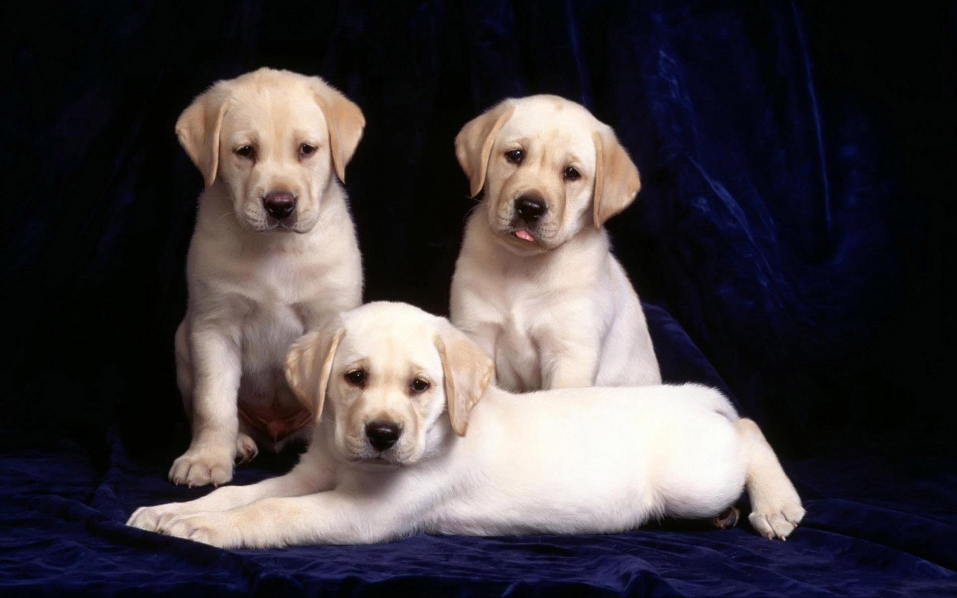 puppies trio labradors blue background