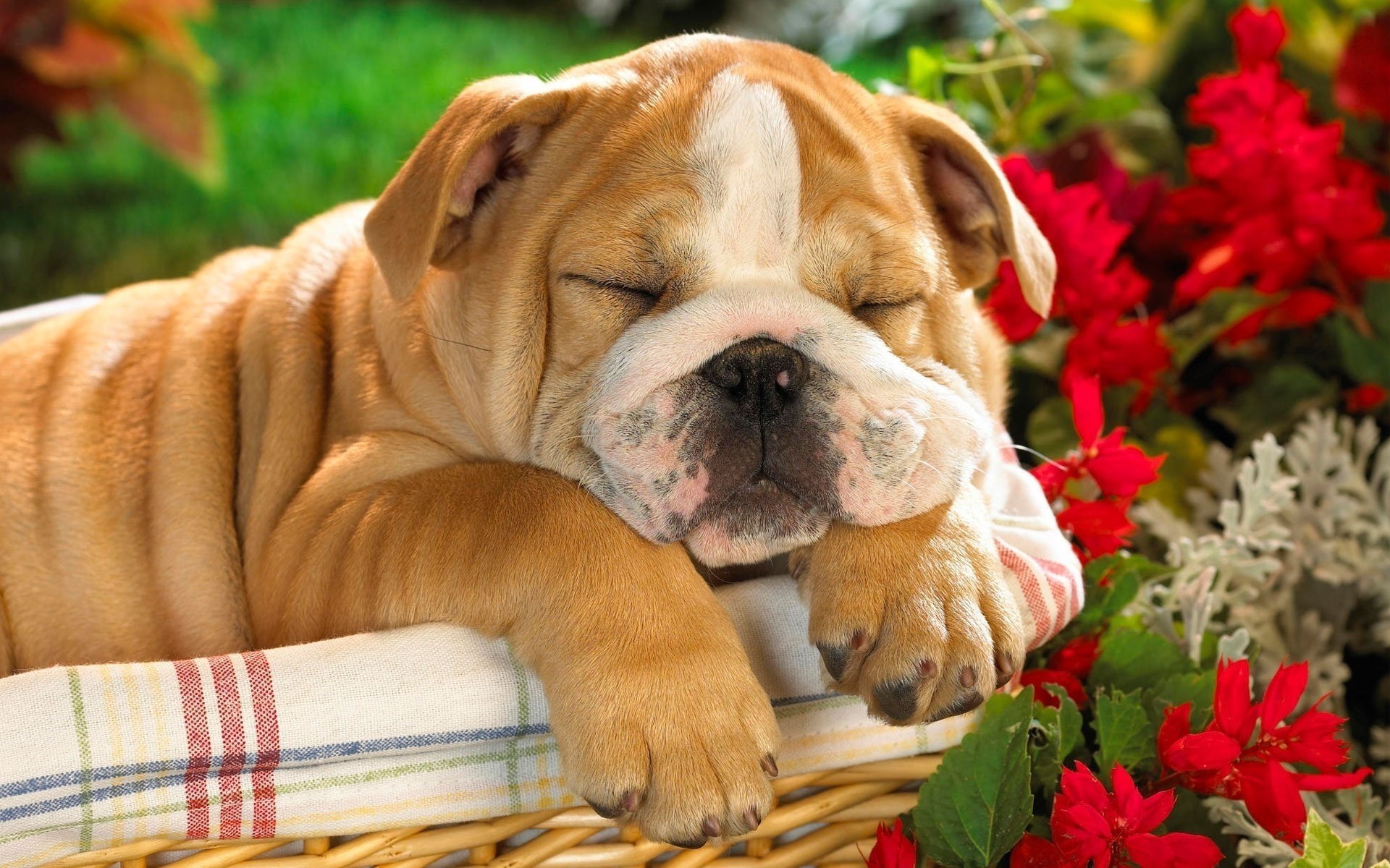 dog puppy basket english bulldog