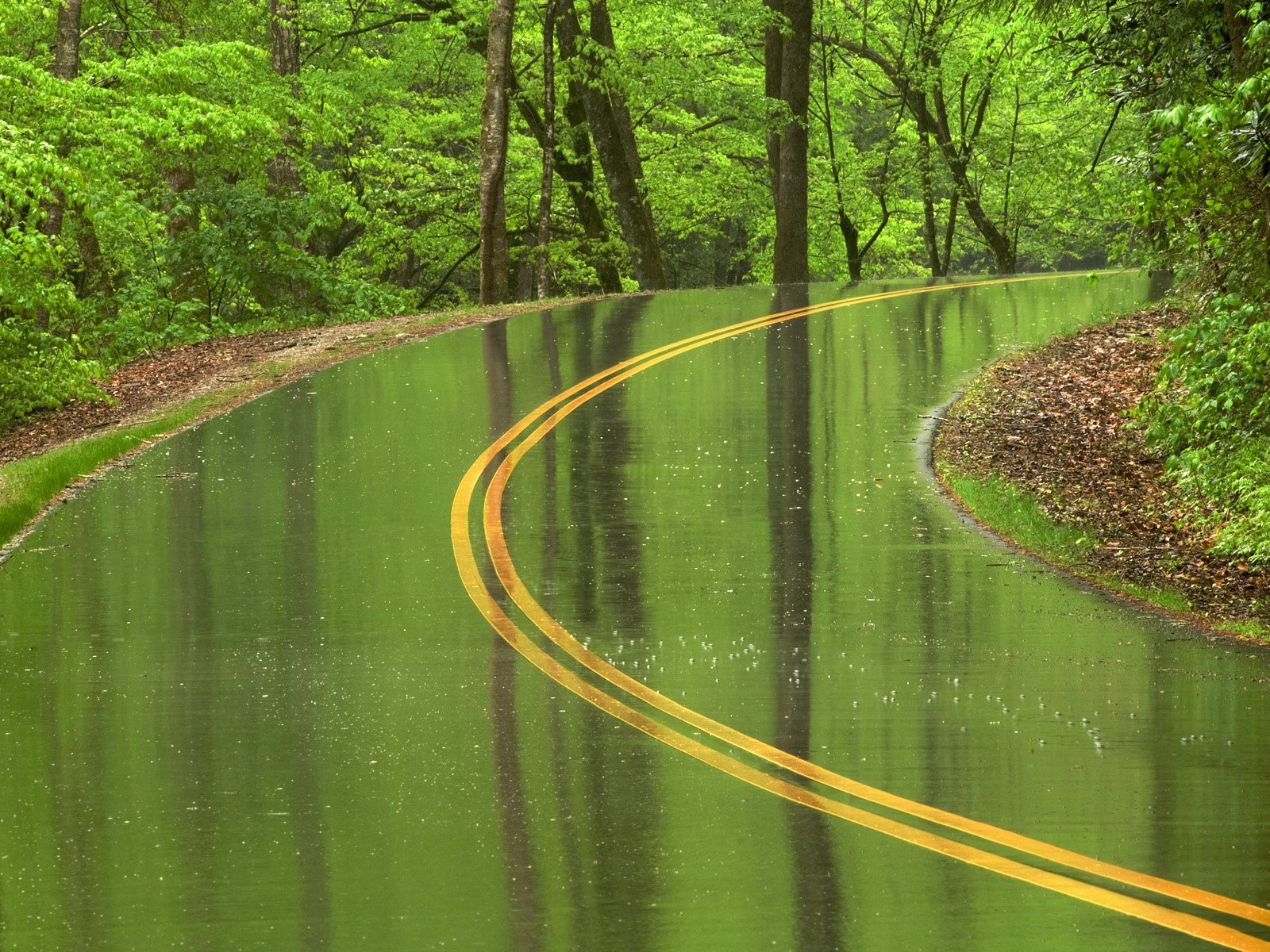 road forest drops nature