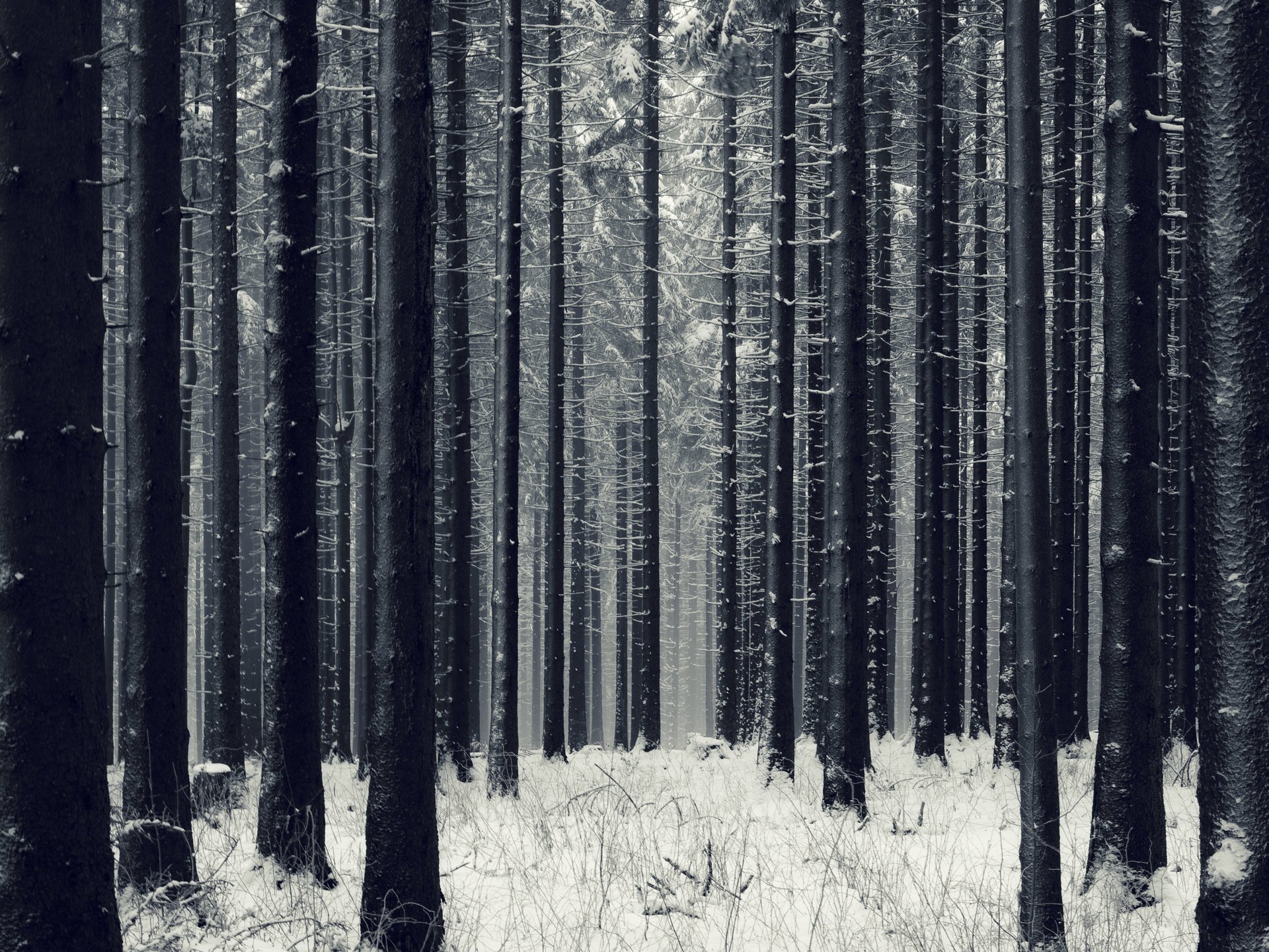 neige arbres hiver forêt