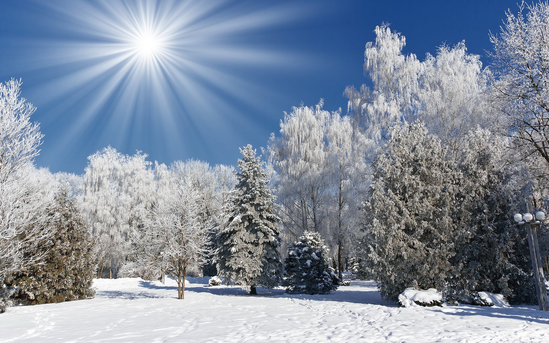 nature hiver givre neige soleil arbres forêt