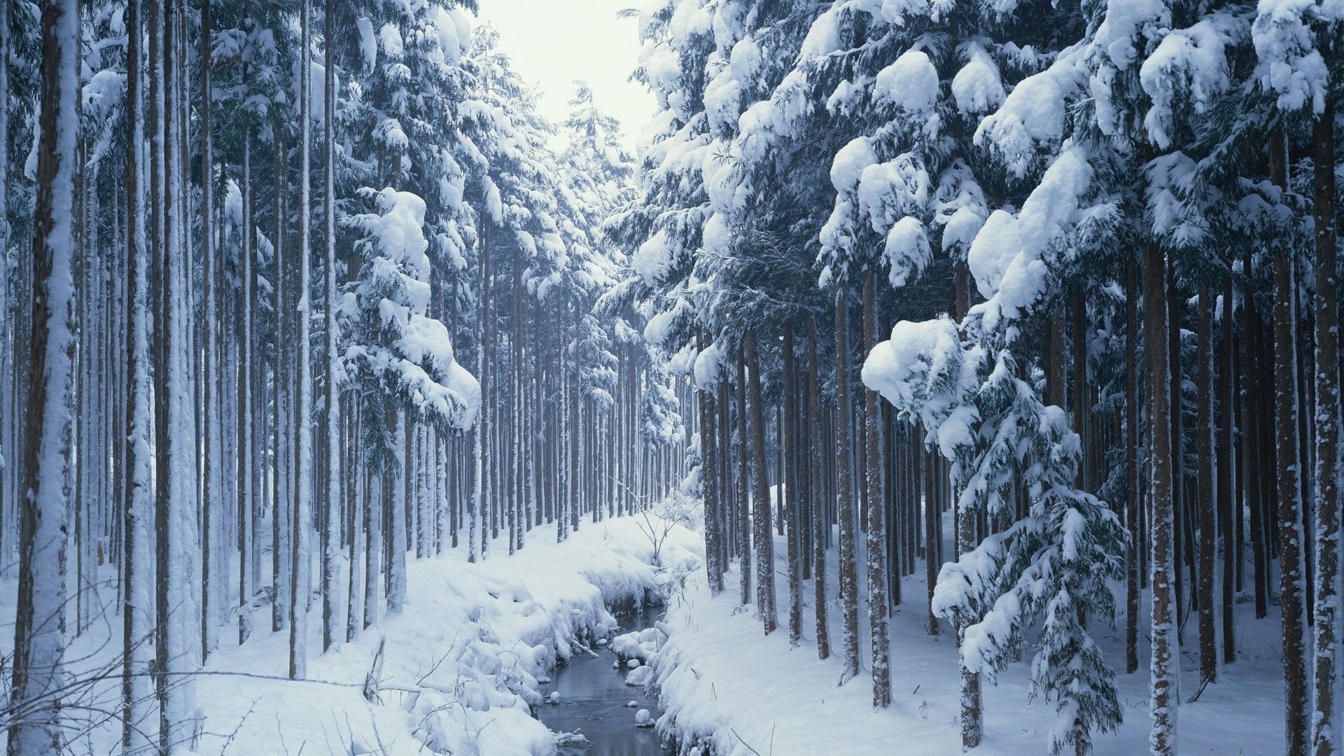 natur wald bach schnee winter