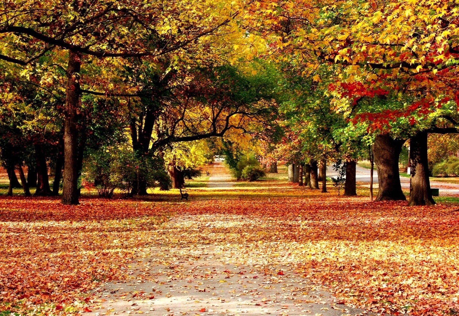 ruelle automne feuilles nature peintures