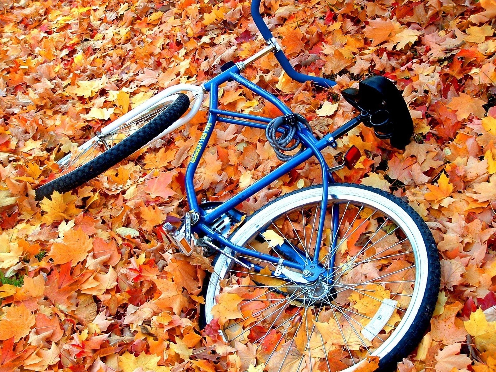 autumn end beginning bike large leaves yellow thrown