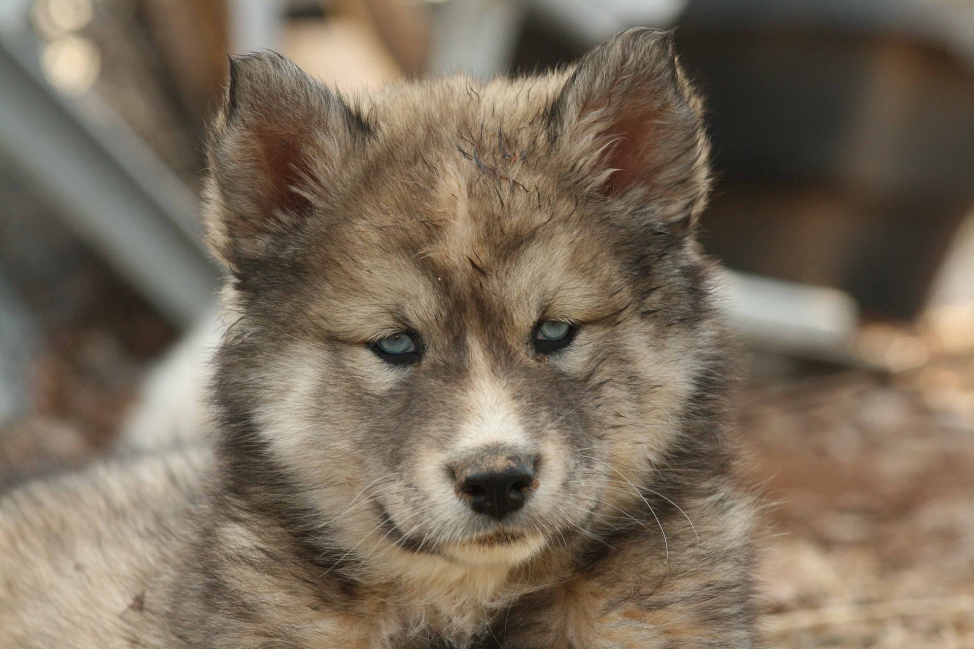 cane cucciolo husky cane