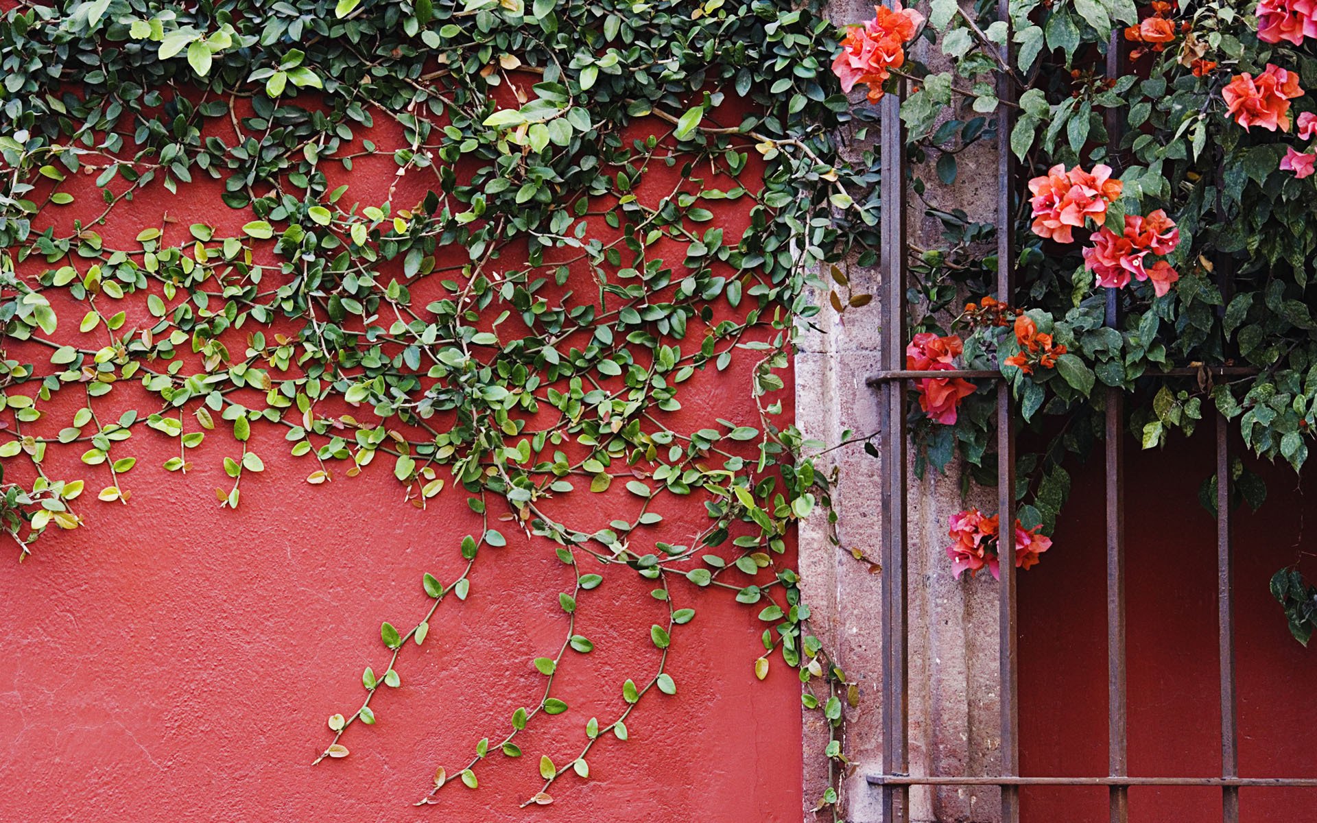 fleurs mur plante lianes