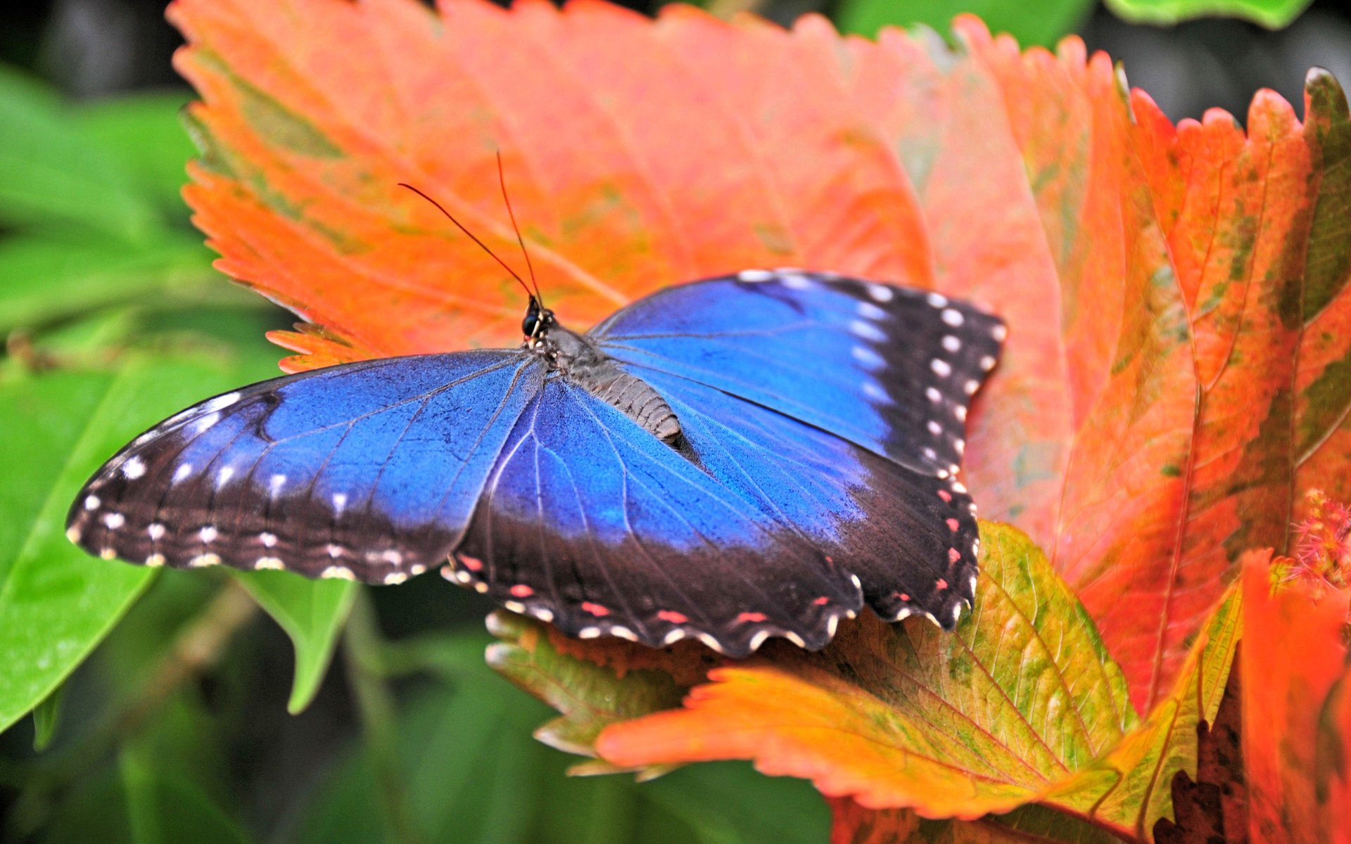 butterfly blue orange macro leaf bright autumn