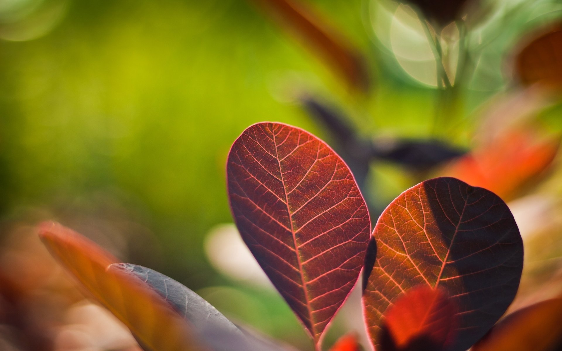 plantas foto hojas colores naturaleza brillante macro