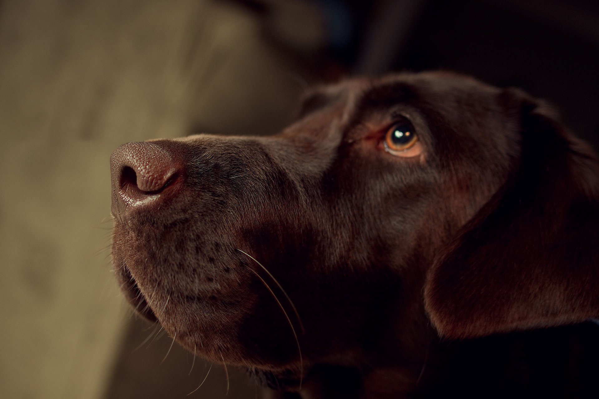 perro labrador nariz