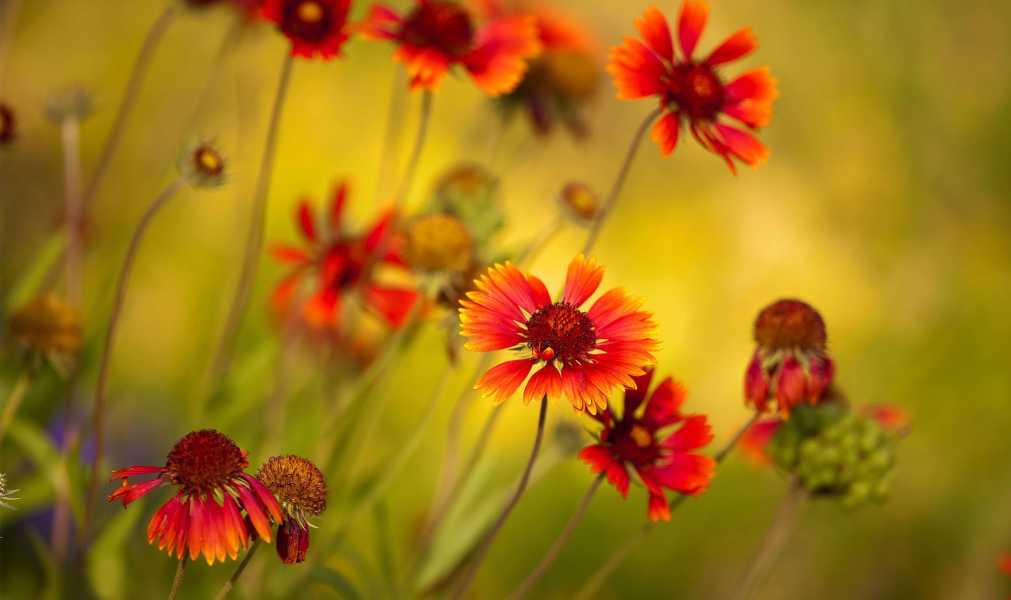 photo flowers color macro plant bright red field