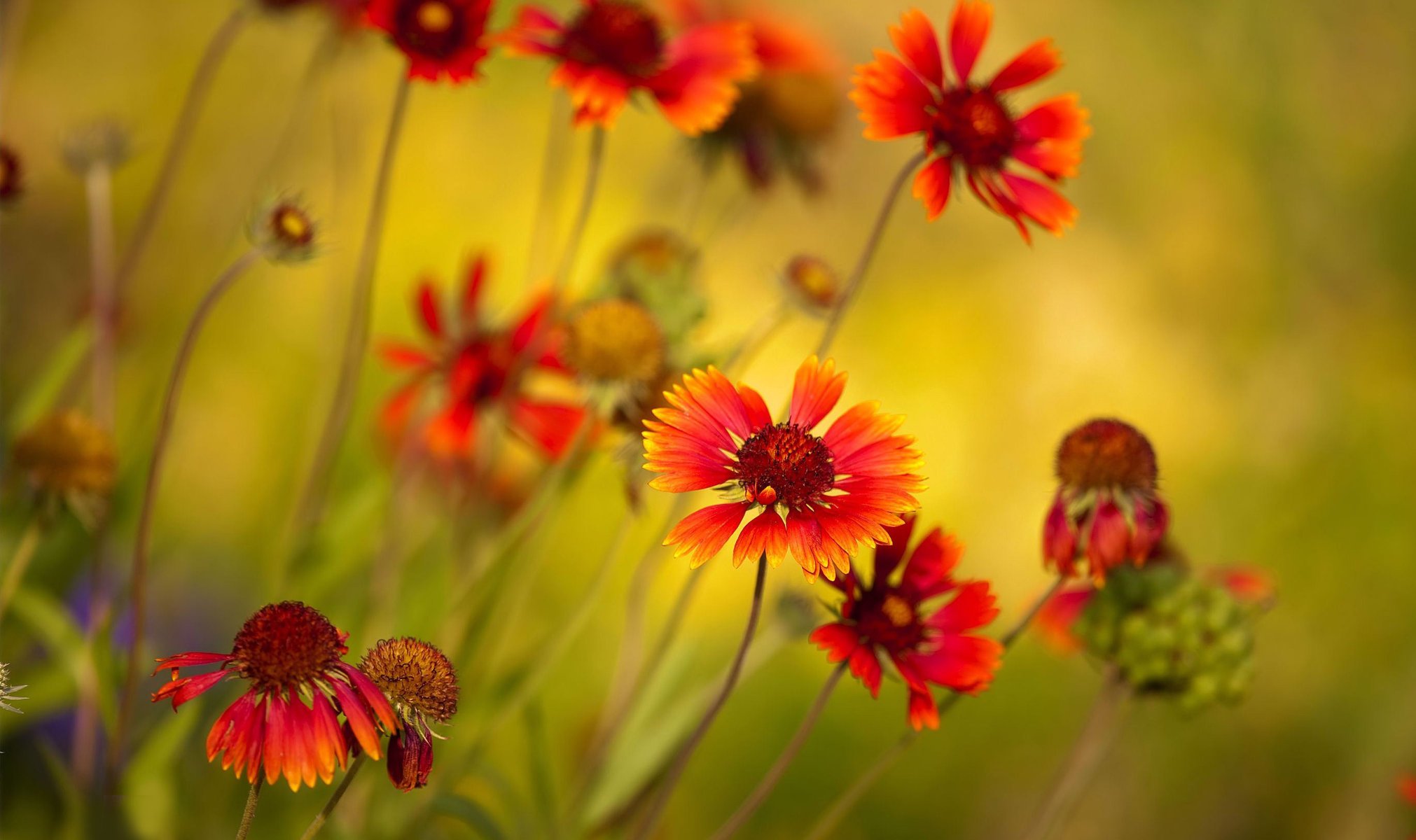 photo fleurs couleurs macro plante lumineux rouge champ