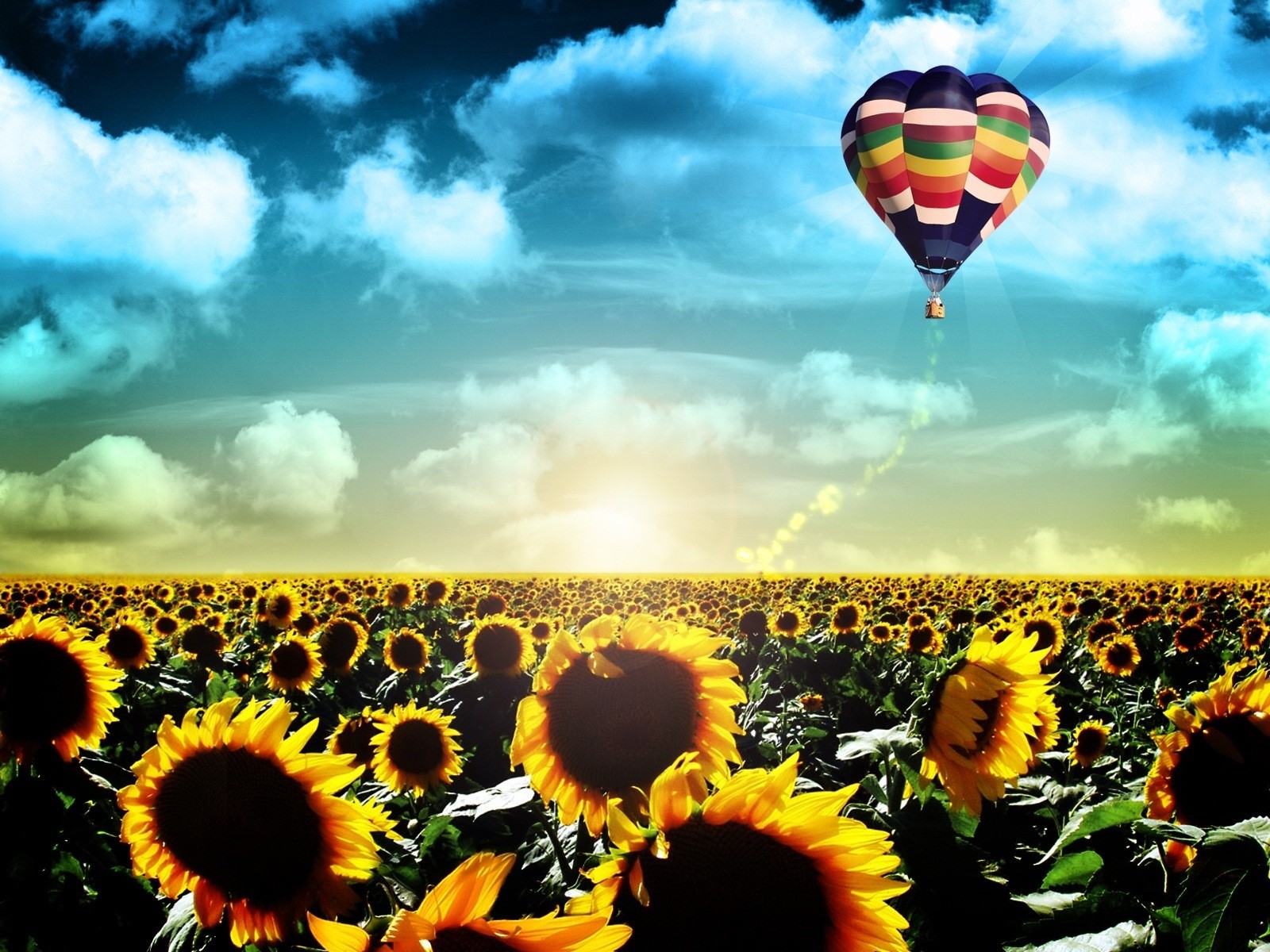 vie lever du soleil paysage vol ballon tournesols champ aube