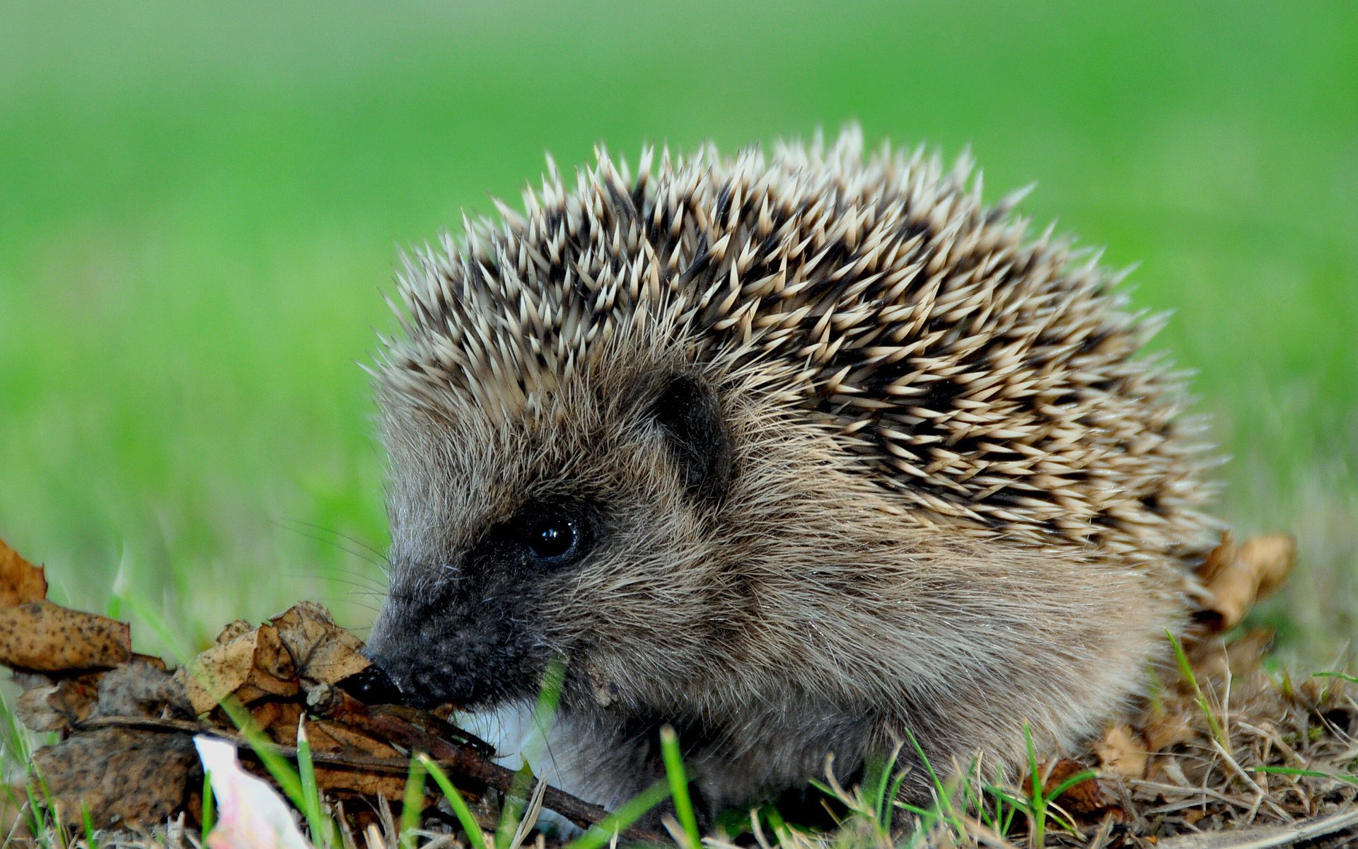 hedgehog grass barb leave