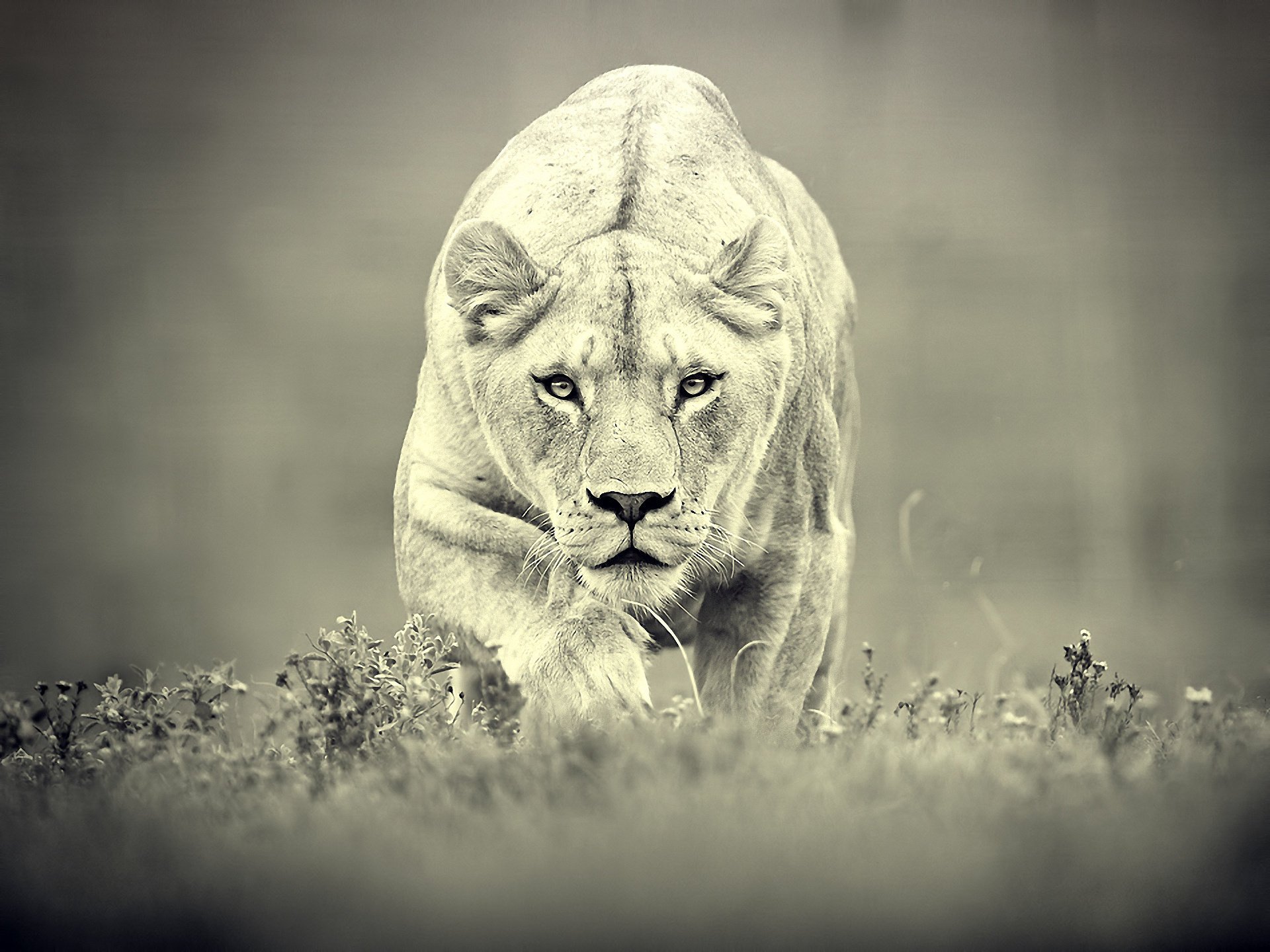 lioness hunting predator