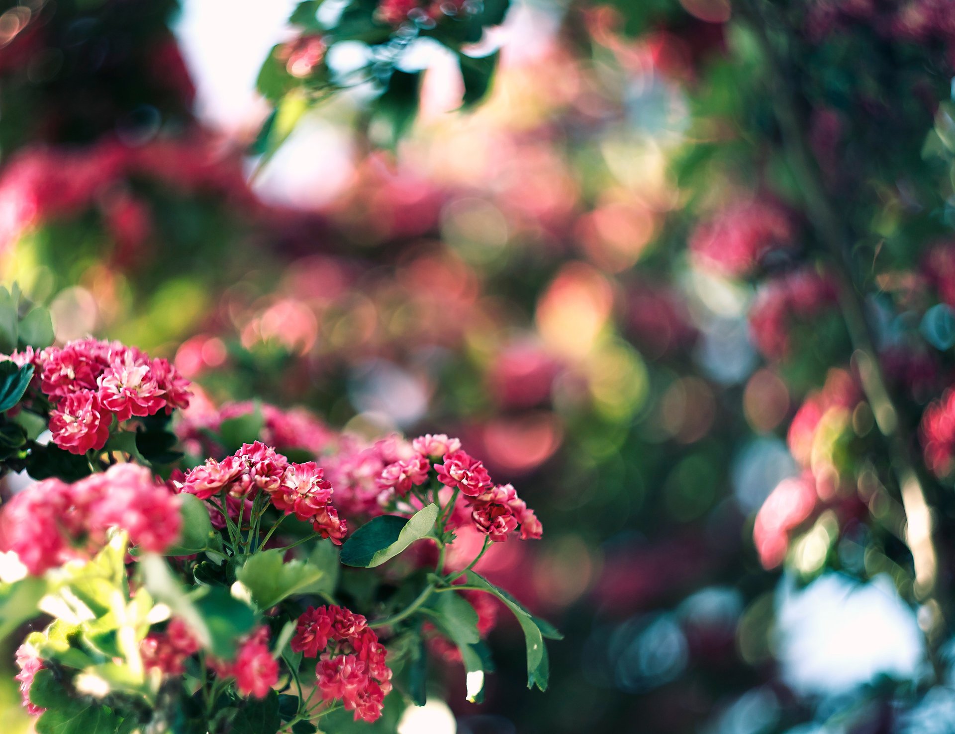 legno abbagliamento rosa colore