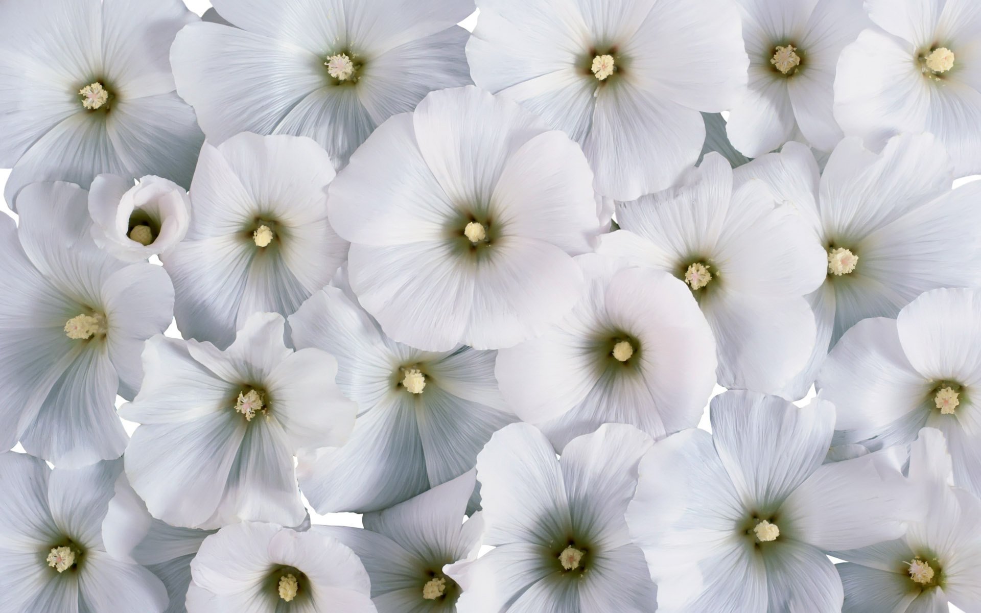 lavatera white flowers background flower