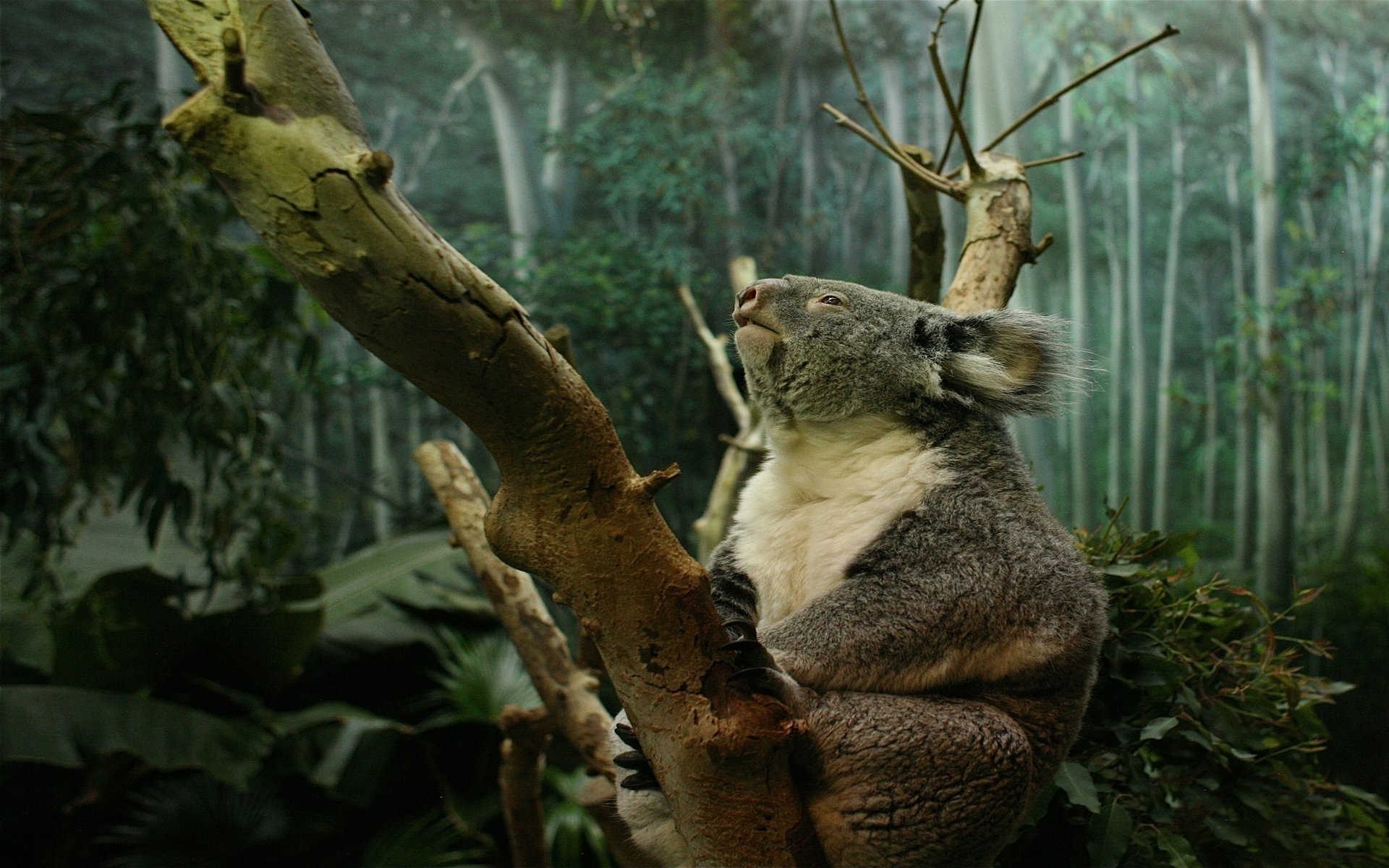 koala paws claws forest tree trunk