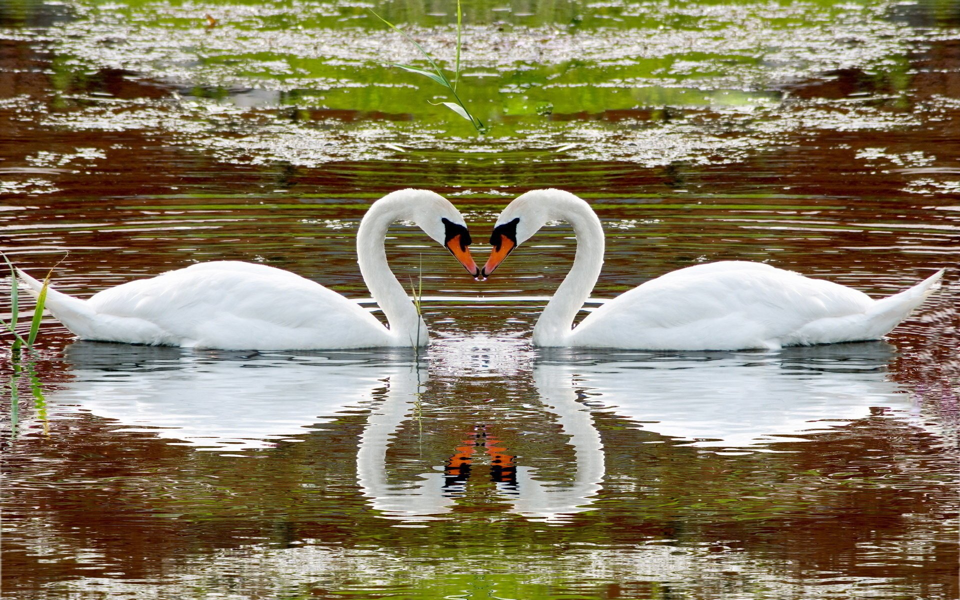 animals swans lake river water reflection