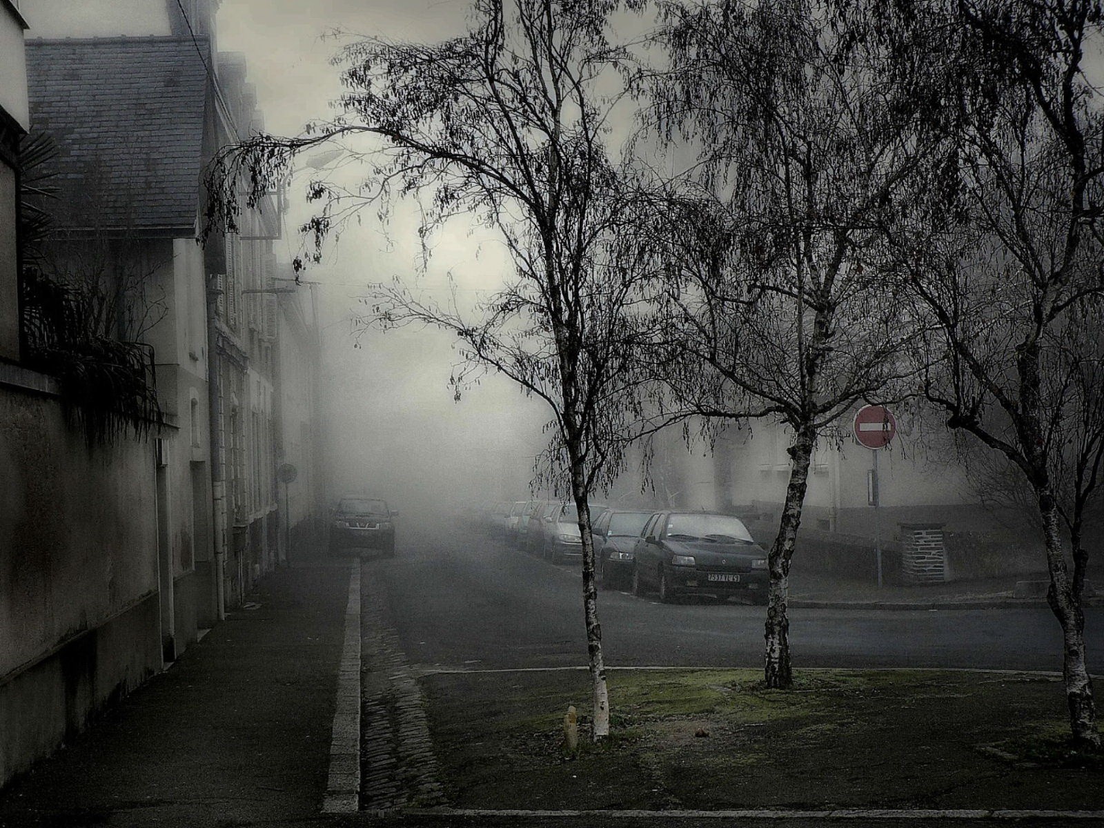 nebbia macchine alberi