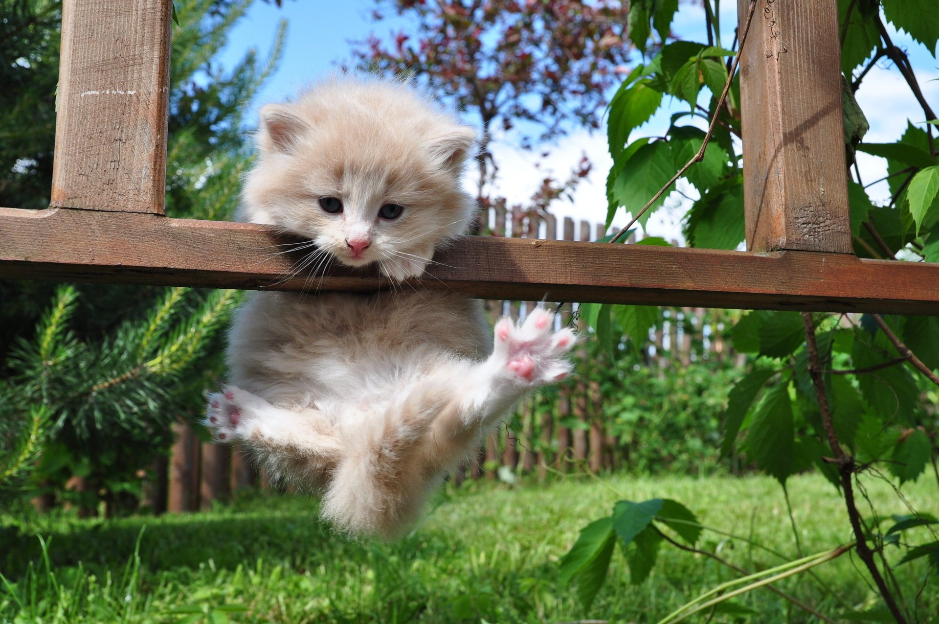 gatito hierba patas verano naturaleza cerca