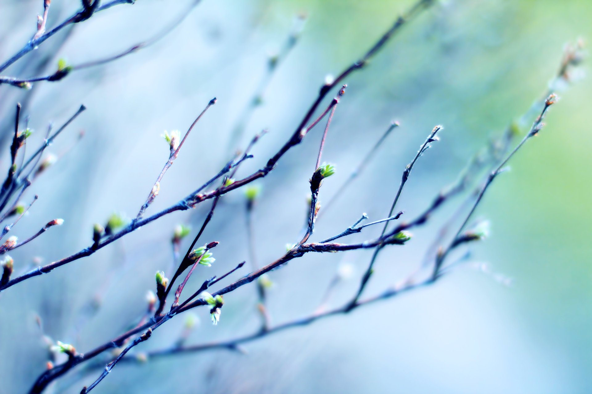 branches air brindilles feuilles lumière ciel printemps