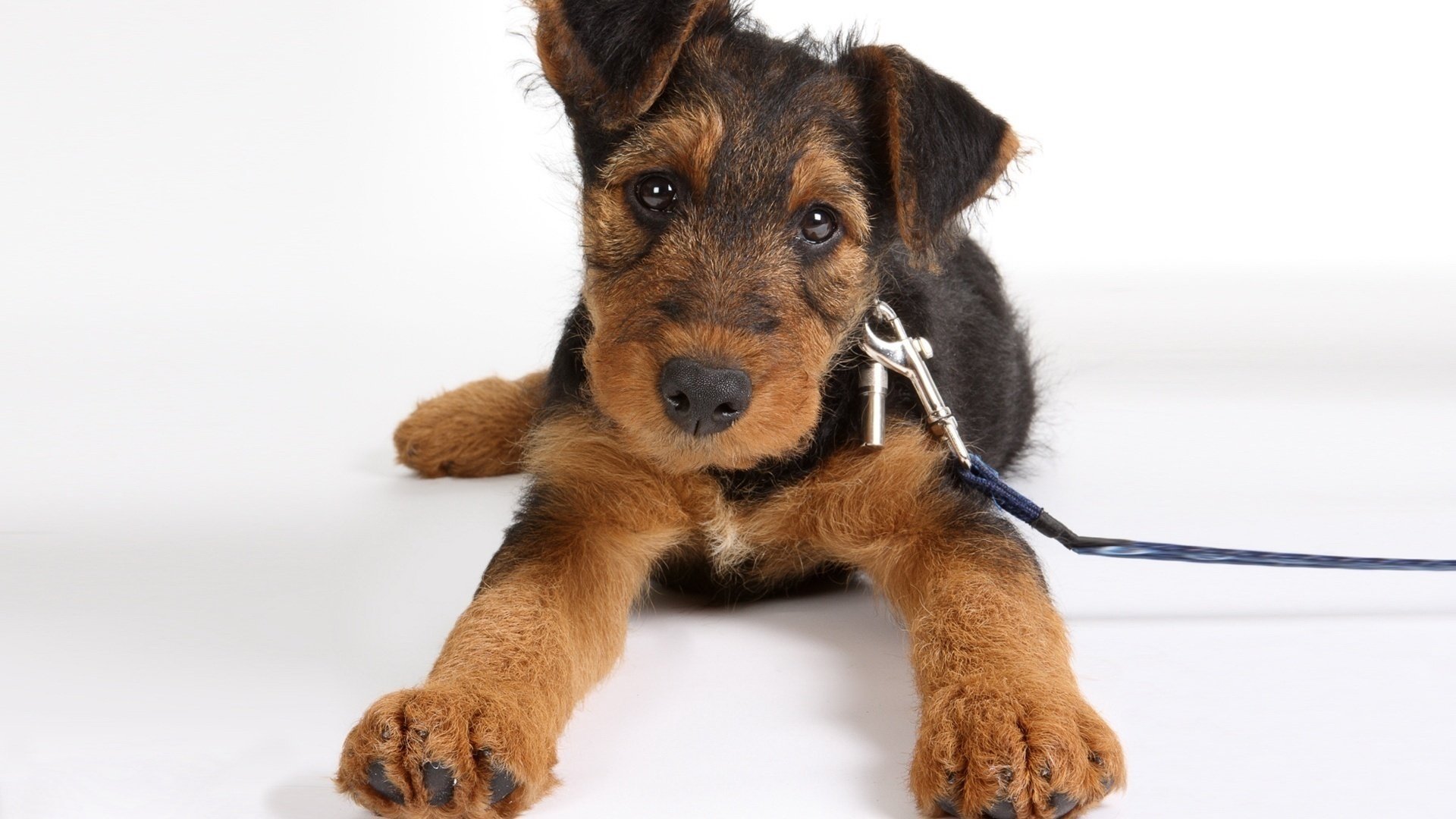 airedale terrier perrito miente correa cachorro