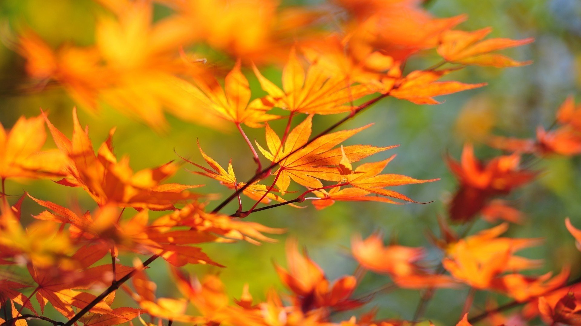 ramo autunno foglie acero