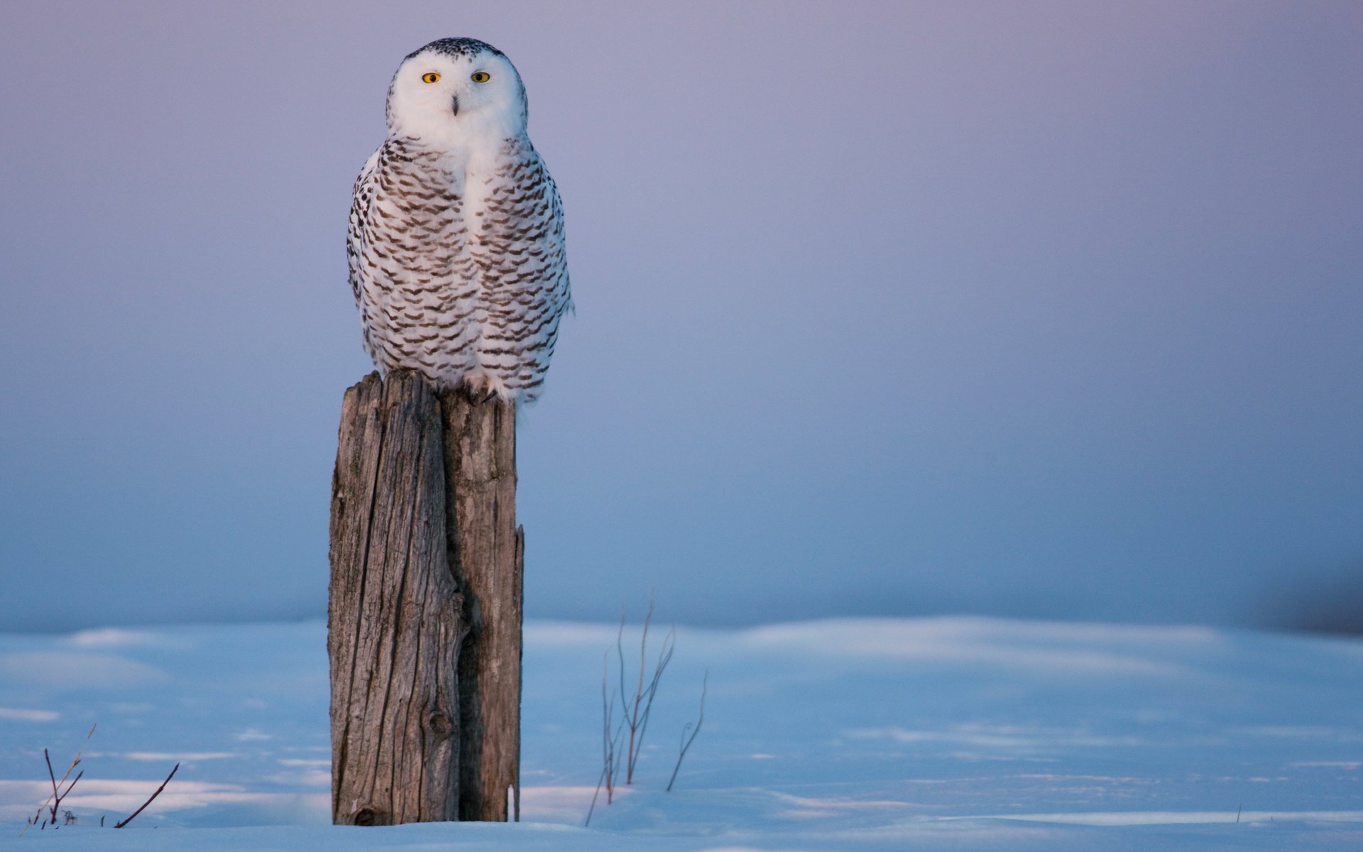 souche hibou froid hiver oiseau souche neige