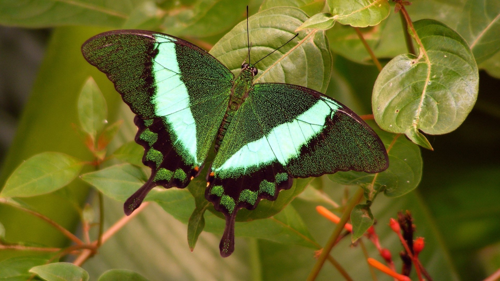 papillon feuilles verts