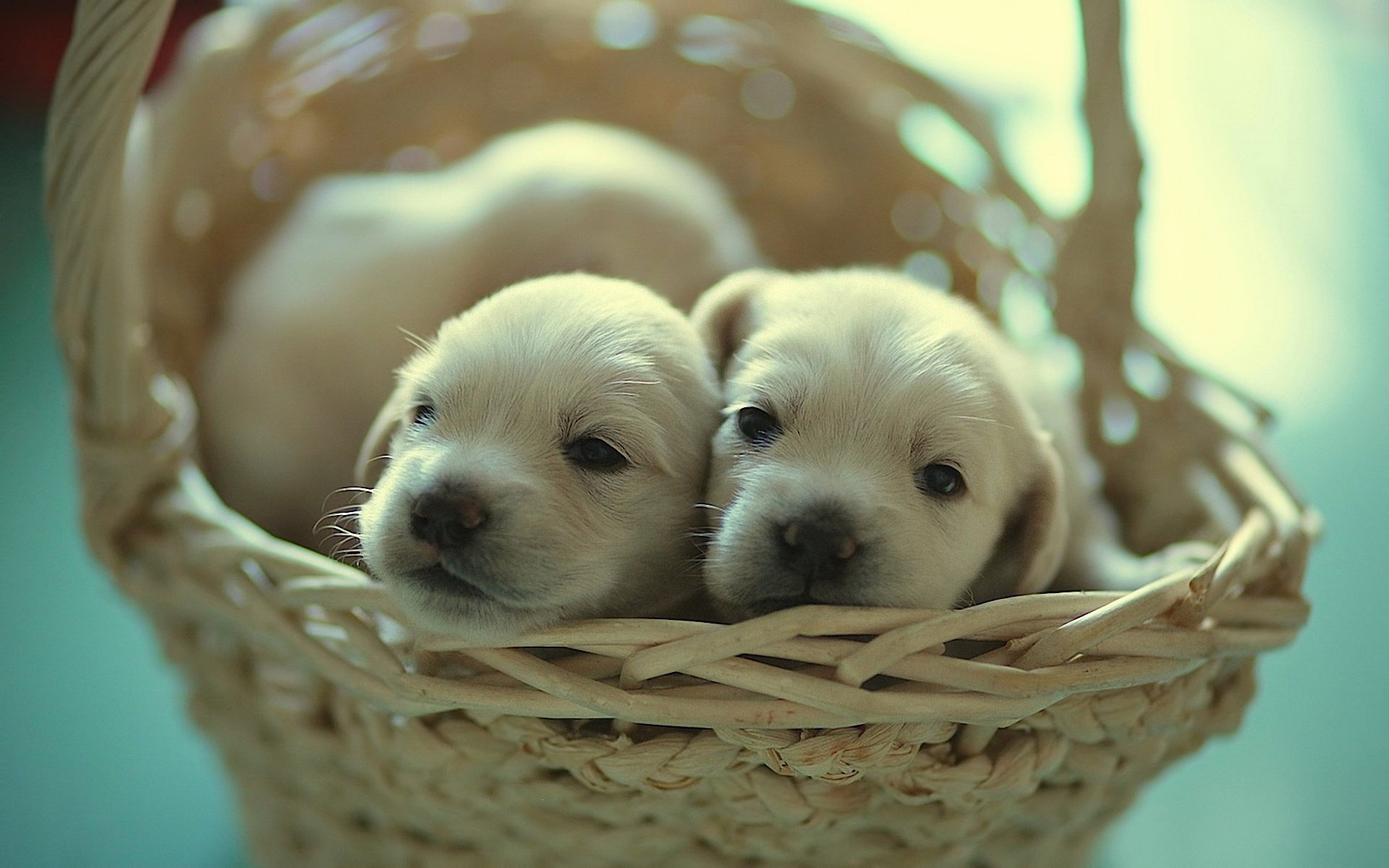 perro cachorros cesta