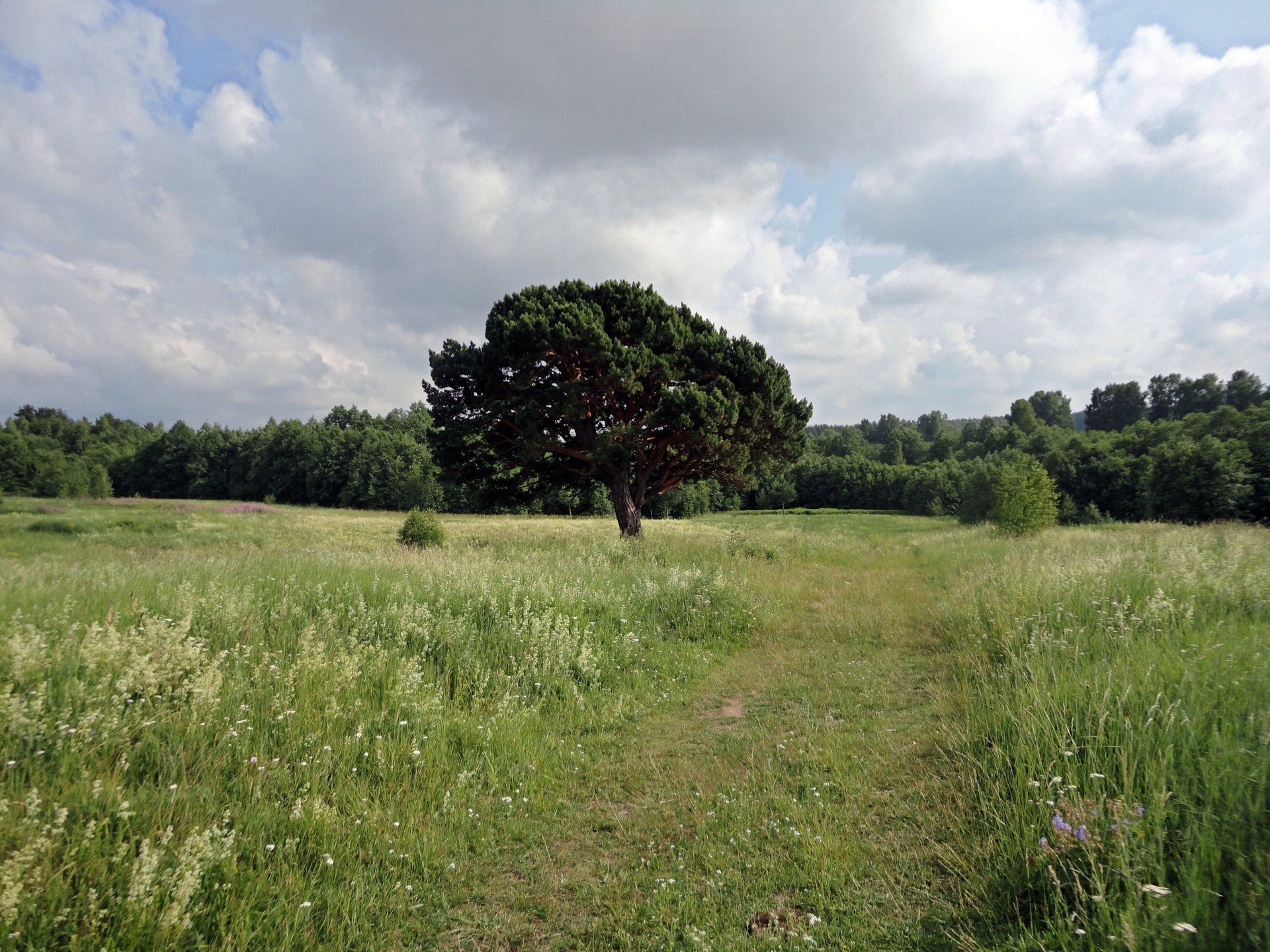 pin route nuages forêt arbre herbe buissons buisson