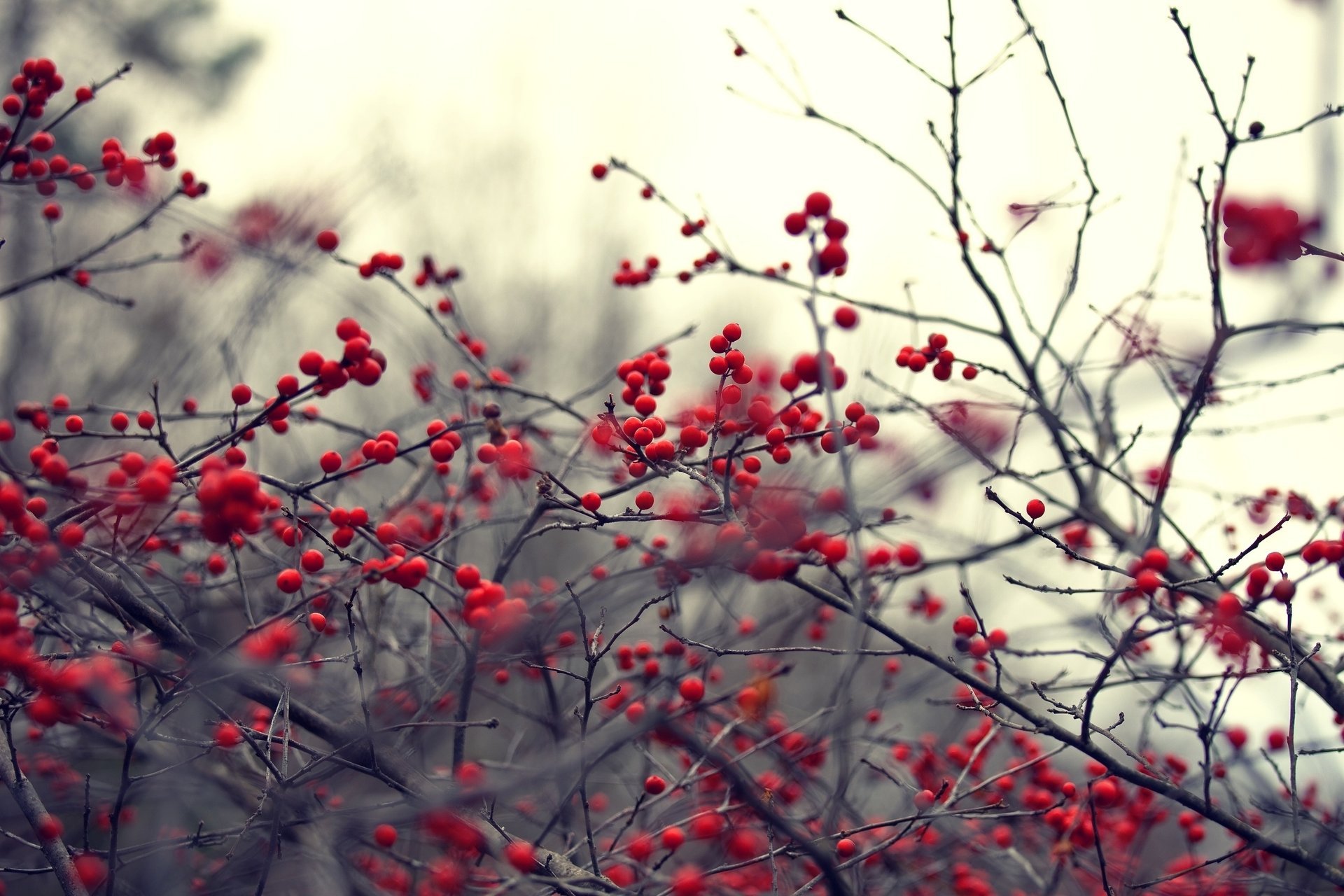 nature plant branch branches red berrie