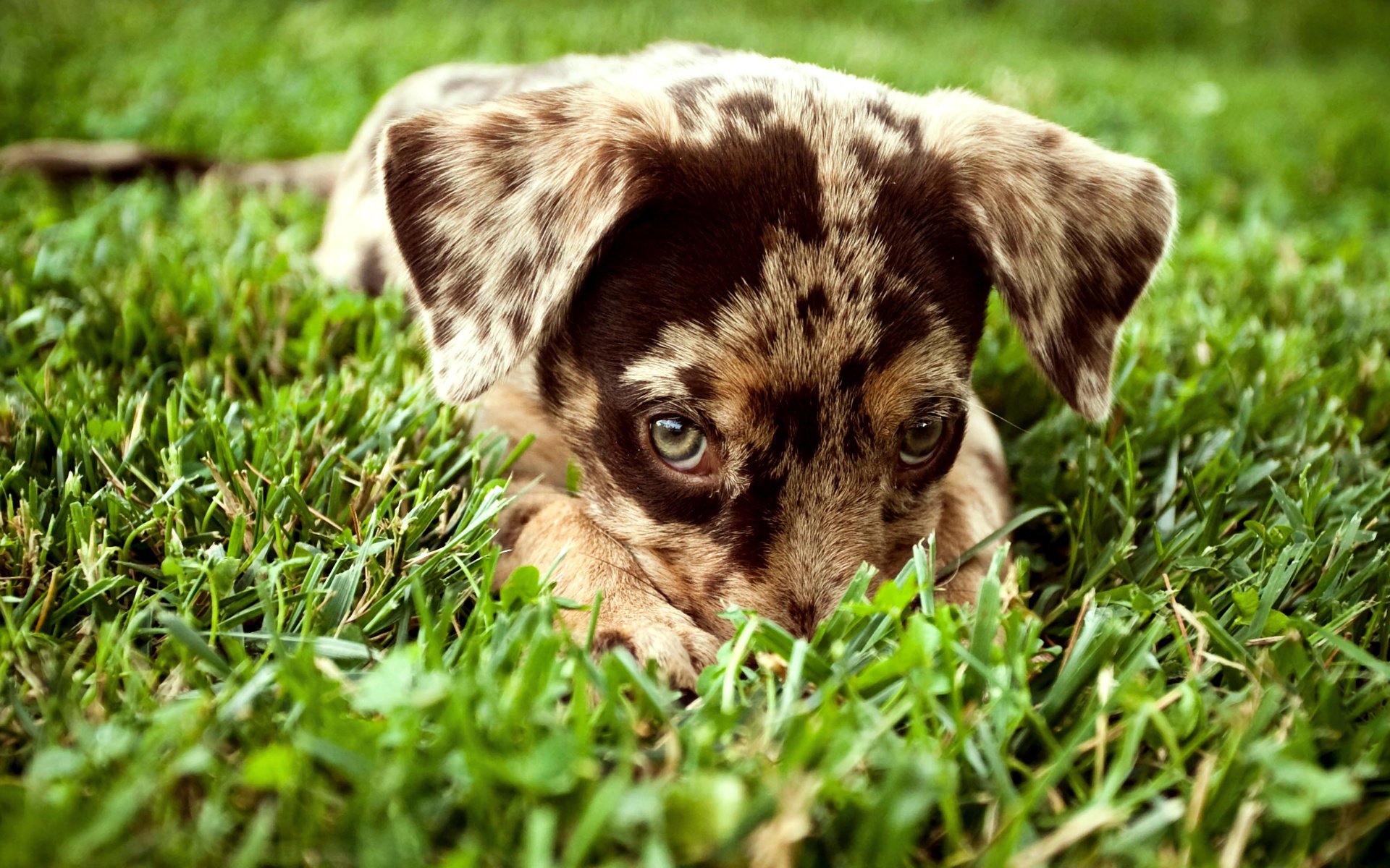 hund blick gras welpe gefleckt