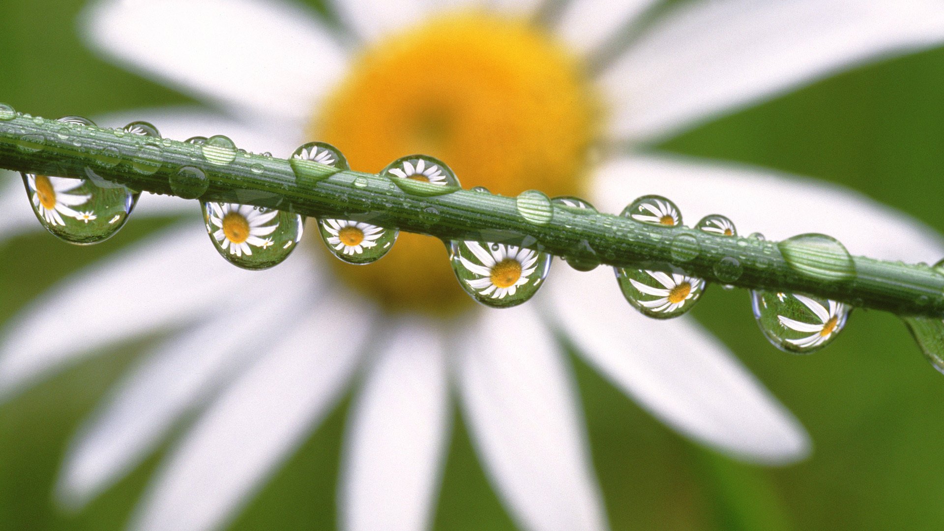 blumen daisies in the dewdrops kamille tropfen