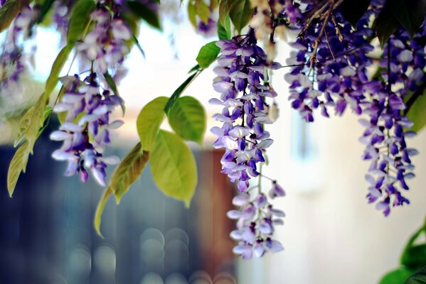 Fleurs akaci sur fond flou