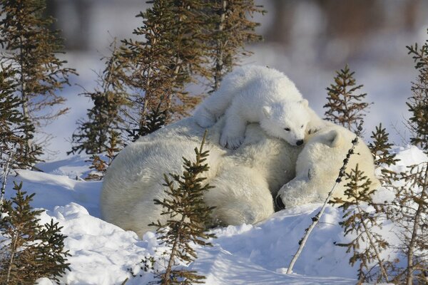 Un pequeño oso sentado en un oso polar